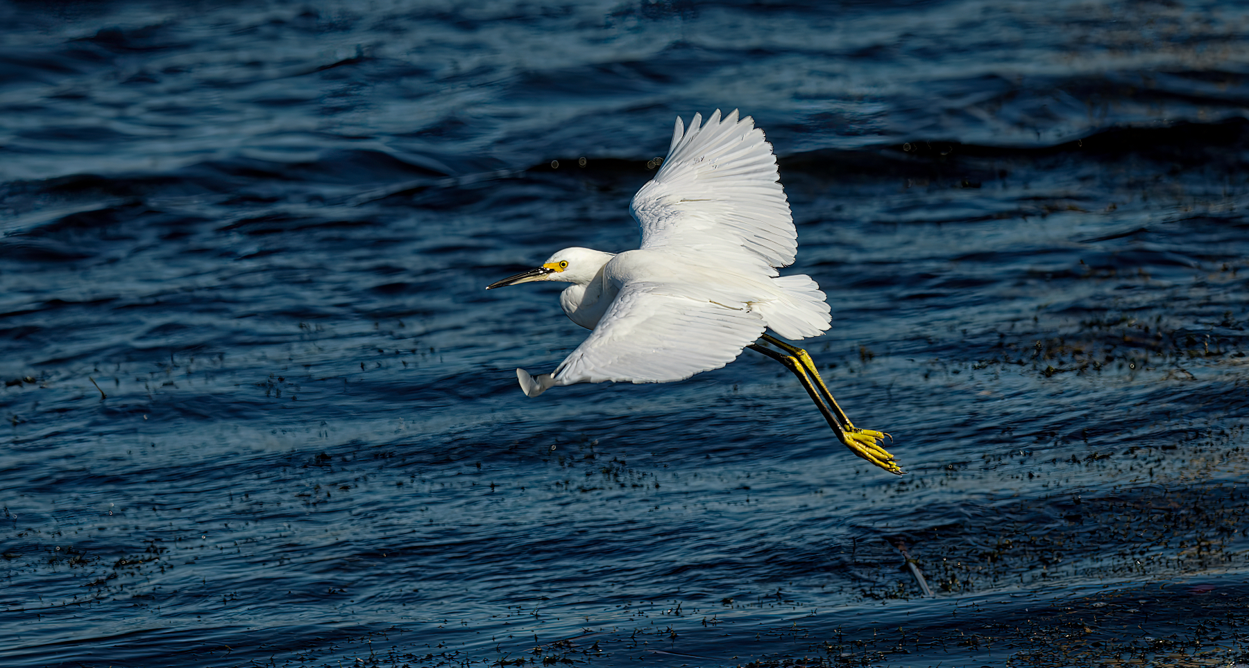 Egret on the Lookout.jpeg