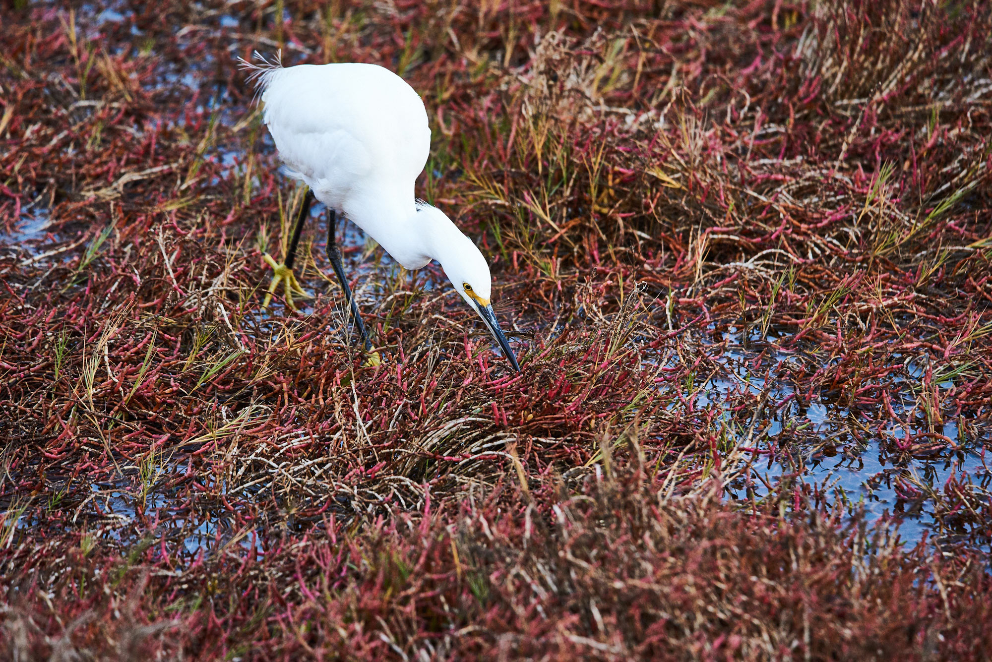 Egret-Schollenberger.jpg