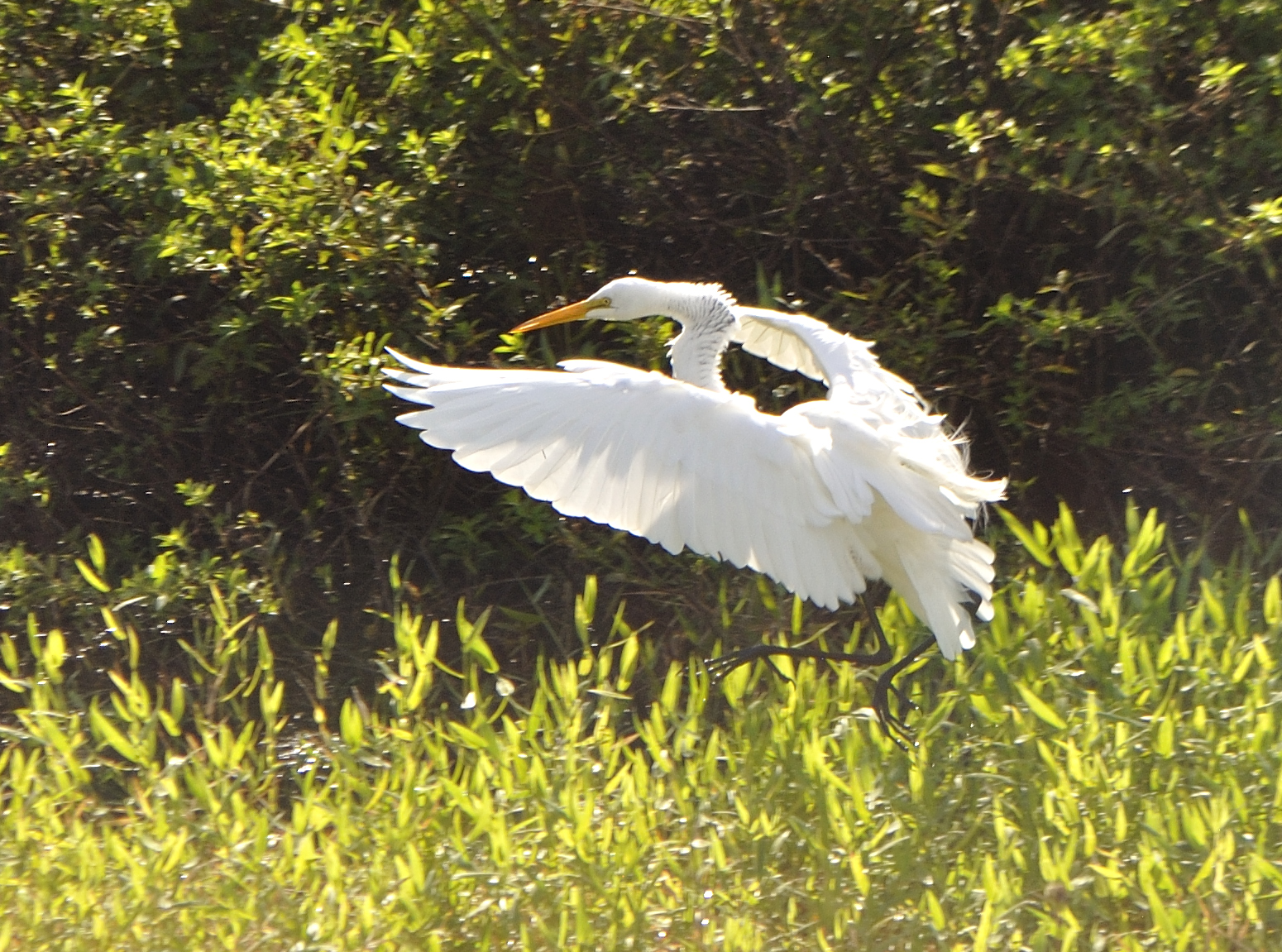 egret soar.JPG