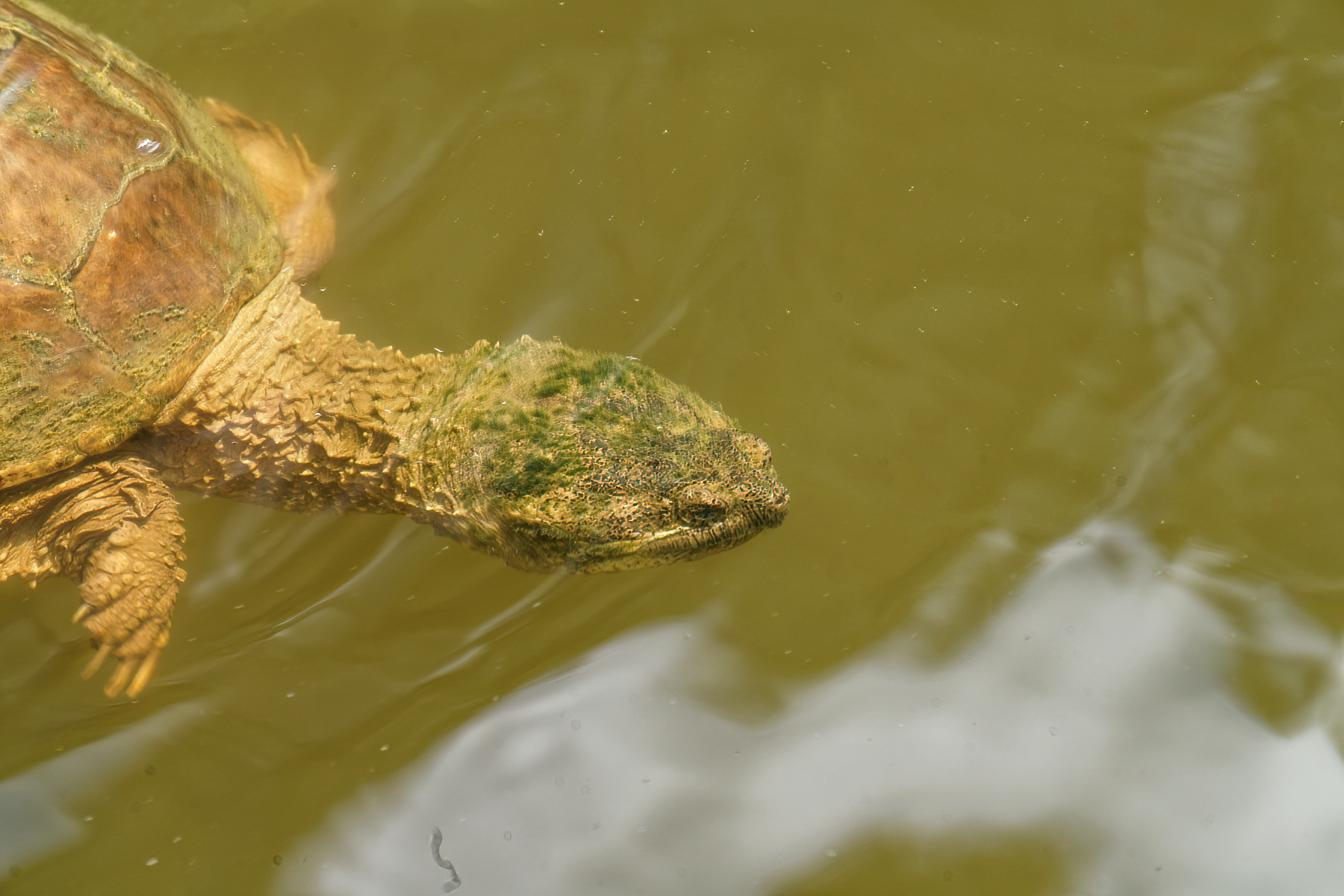 Elderly Turtle Checking Out His Territory.jpeg