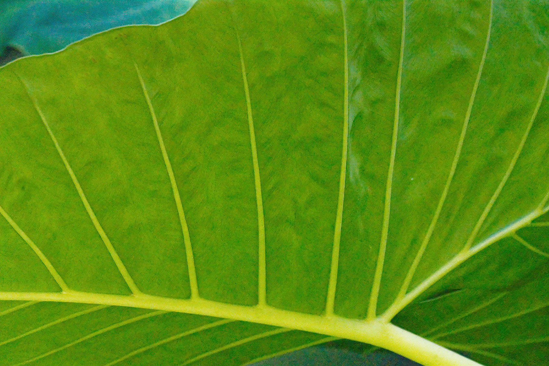 Elephant Ear Leaf.jpeg