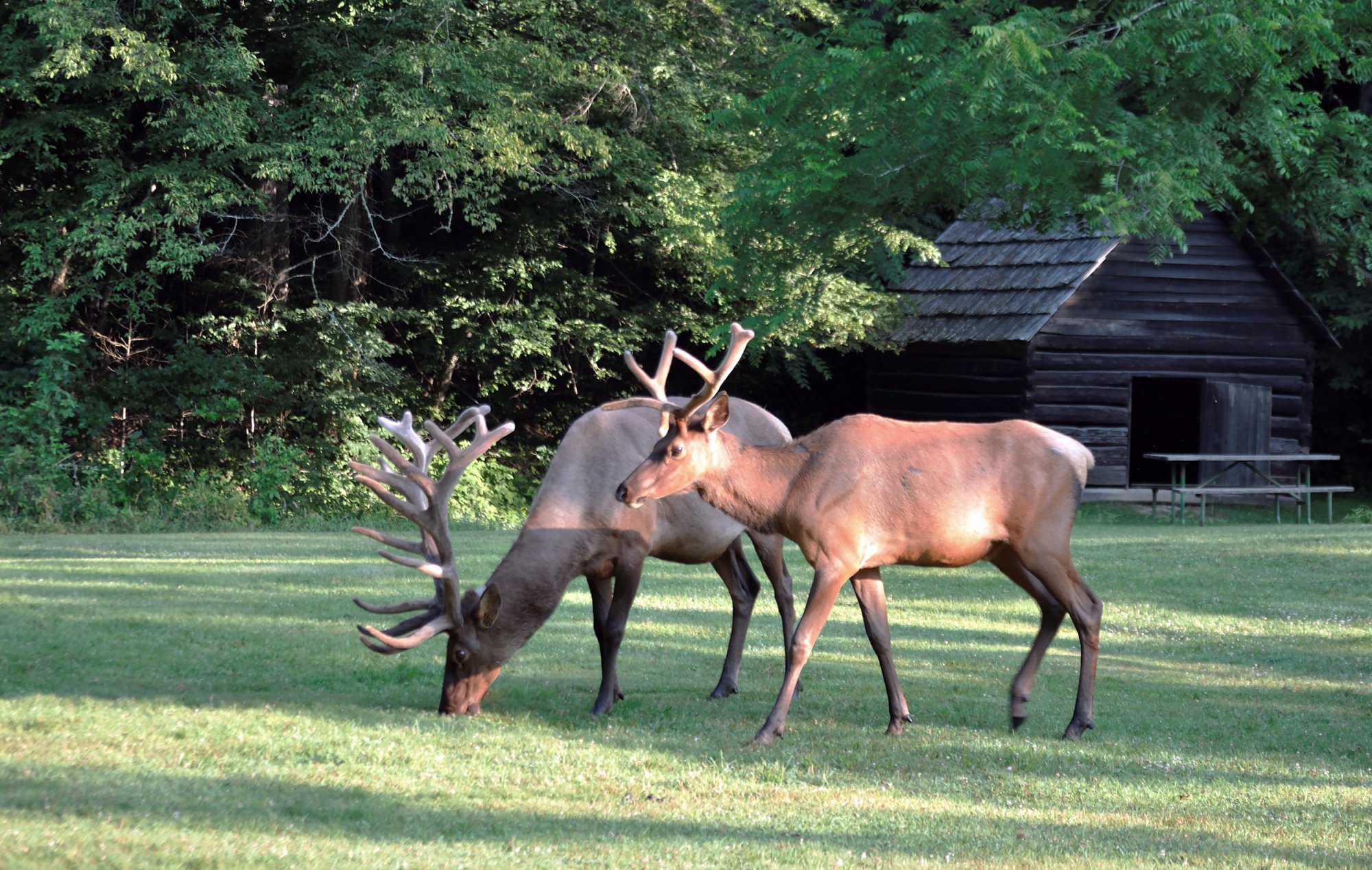 elk-2500px.jpg