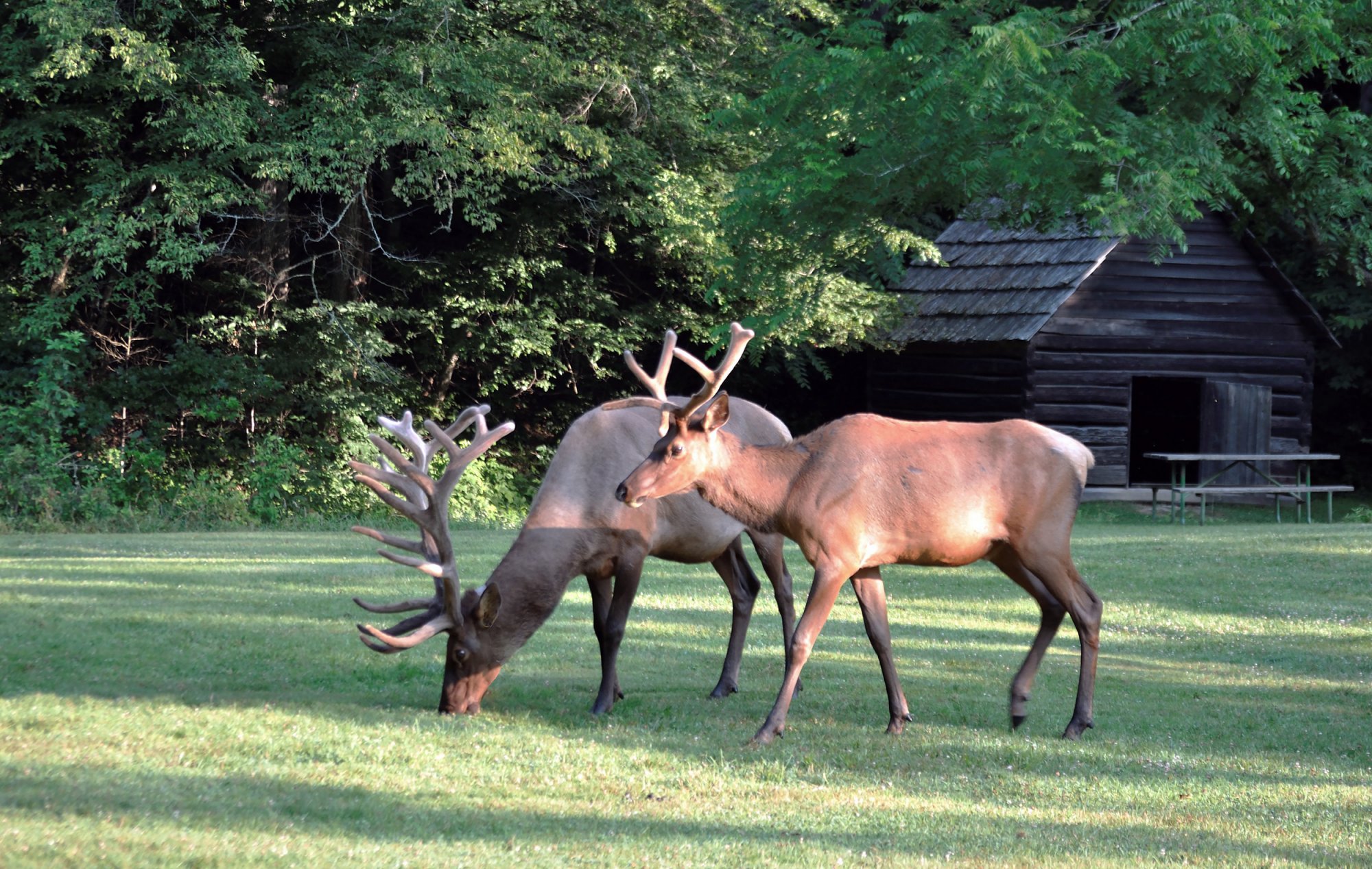 elk-2500px.jpg