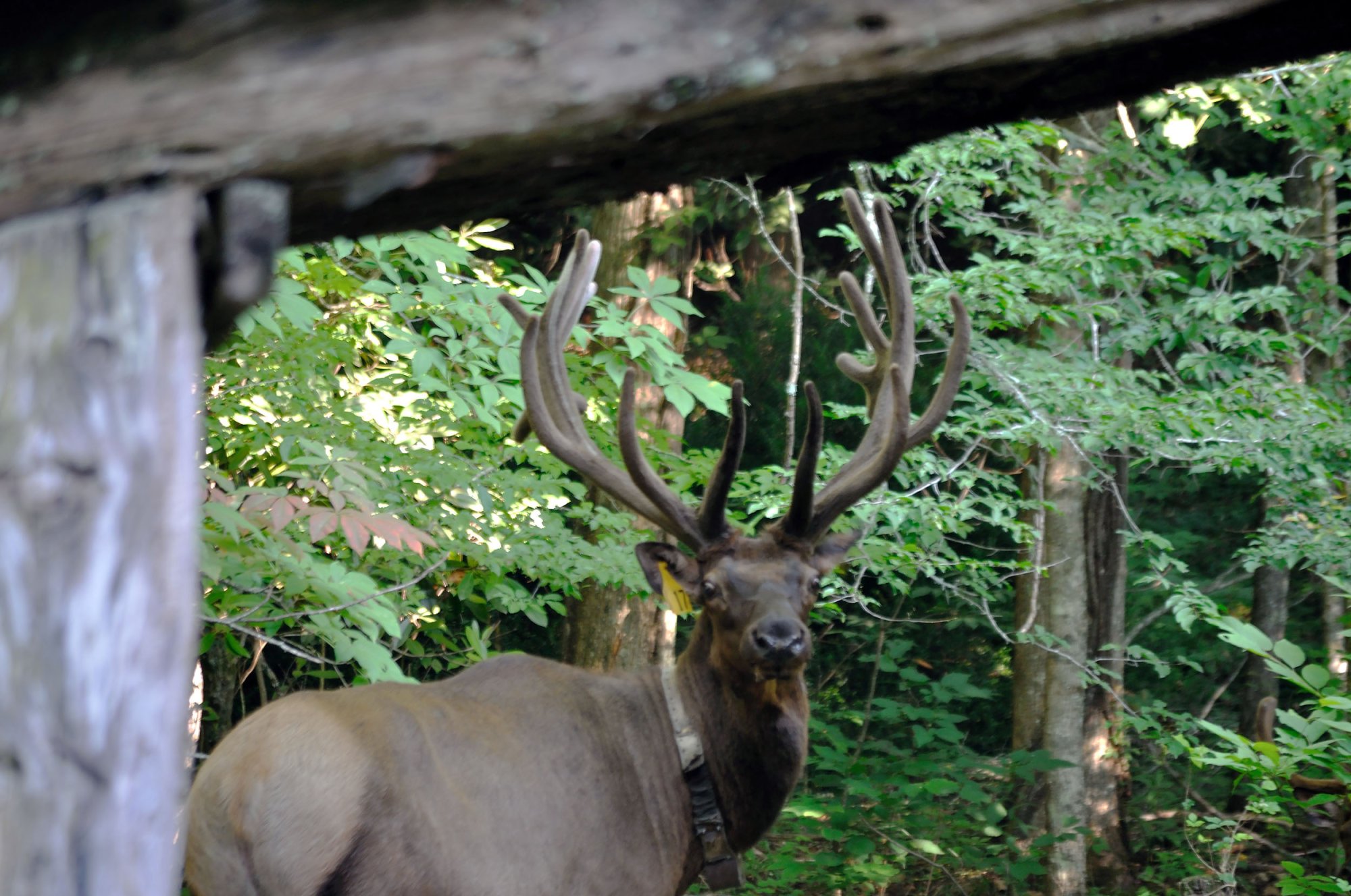 Elk Barn 2500px.jpg