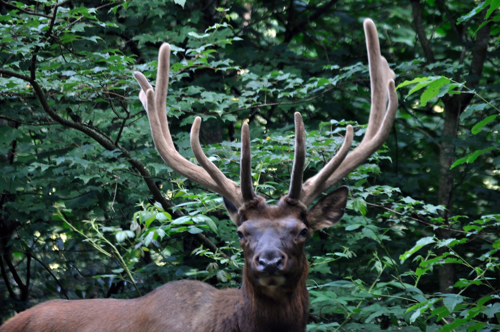 Elk1-2500px.jpg