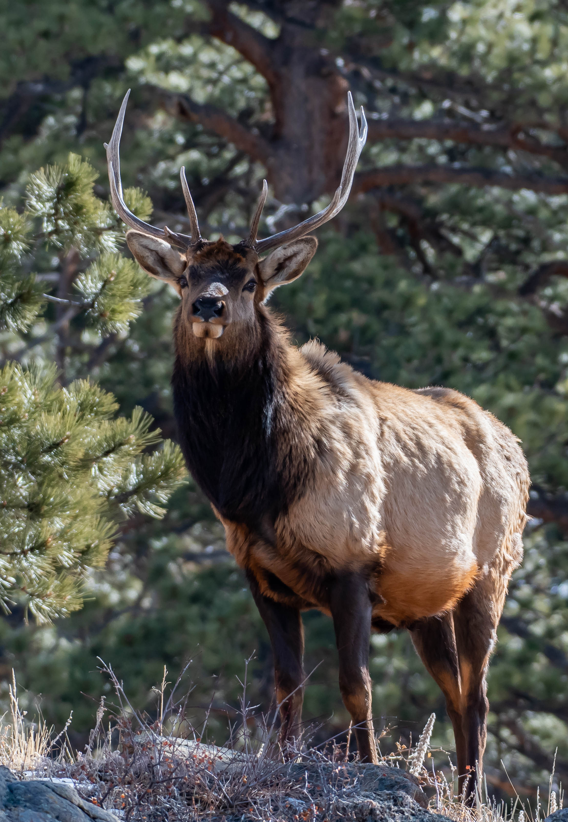 elk2_1-27-2019-4.jpg