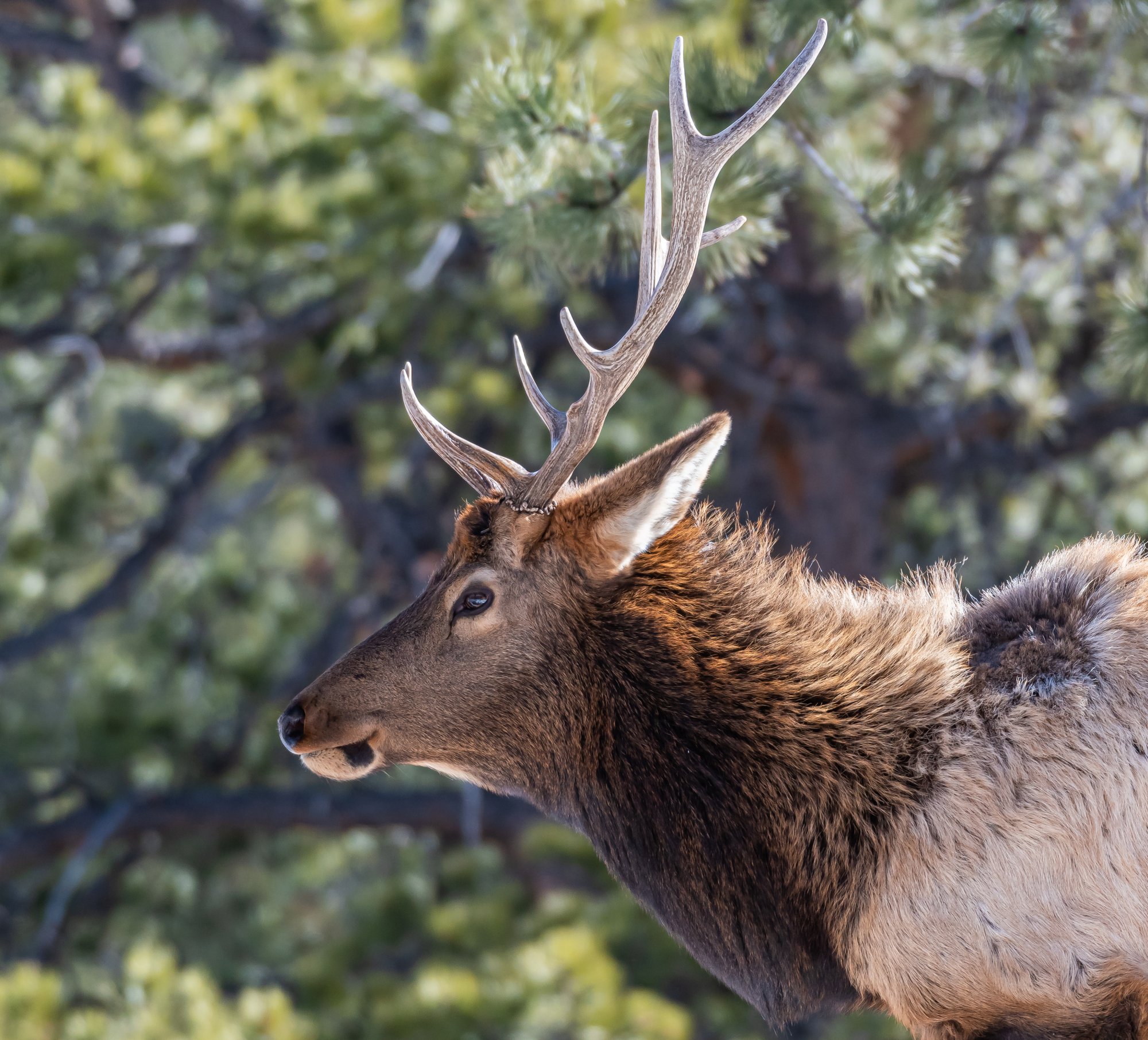 elk_rmnp-1.jpg