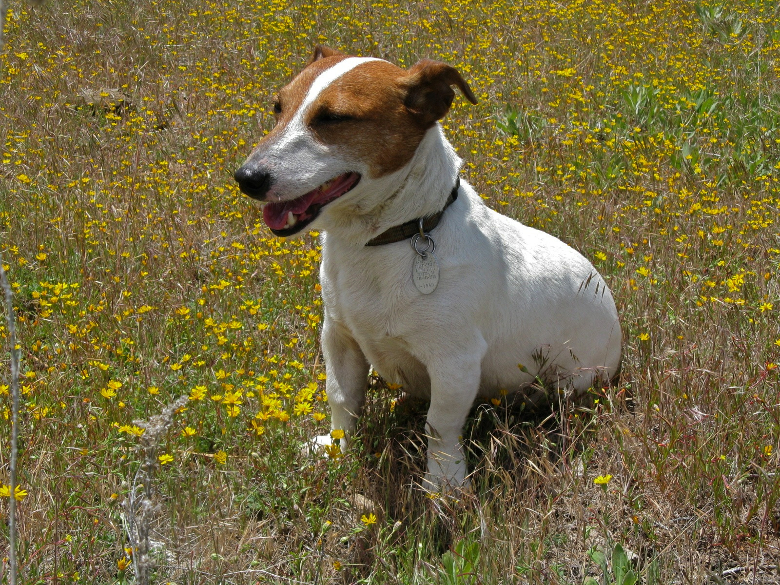 elmo in flowersx.jpg