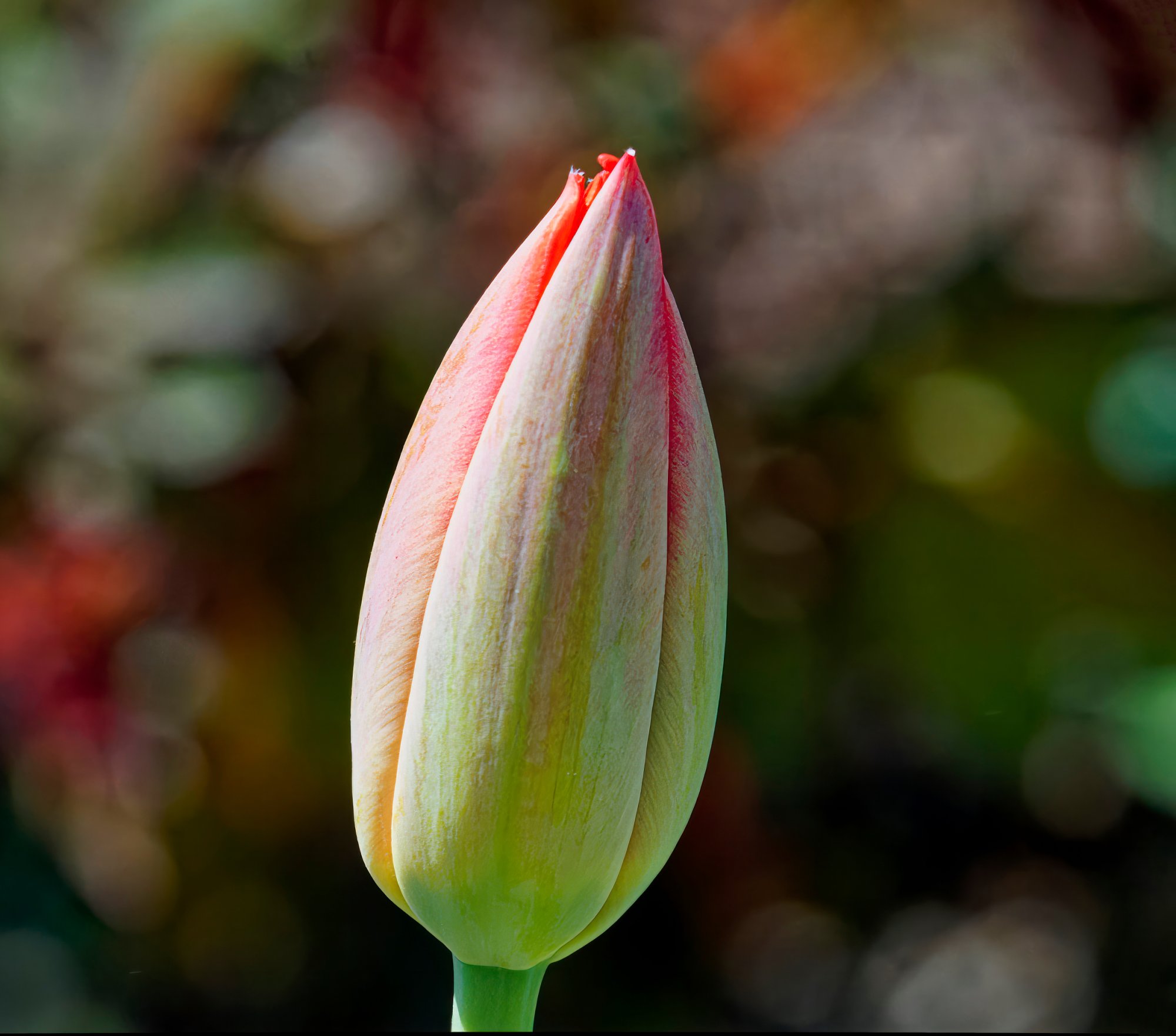 Emerging Tulip.jpeg