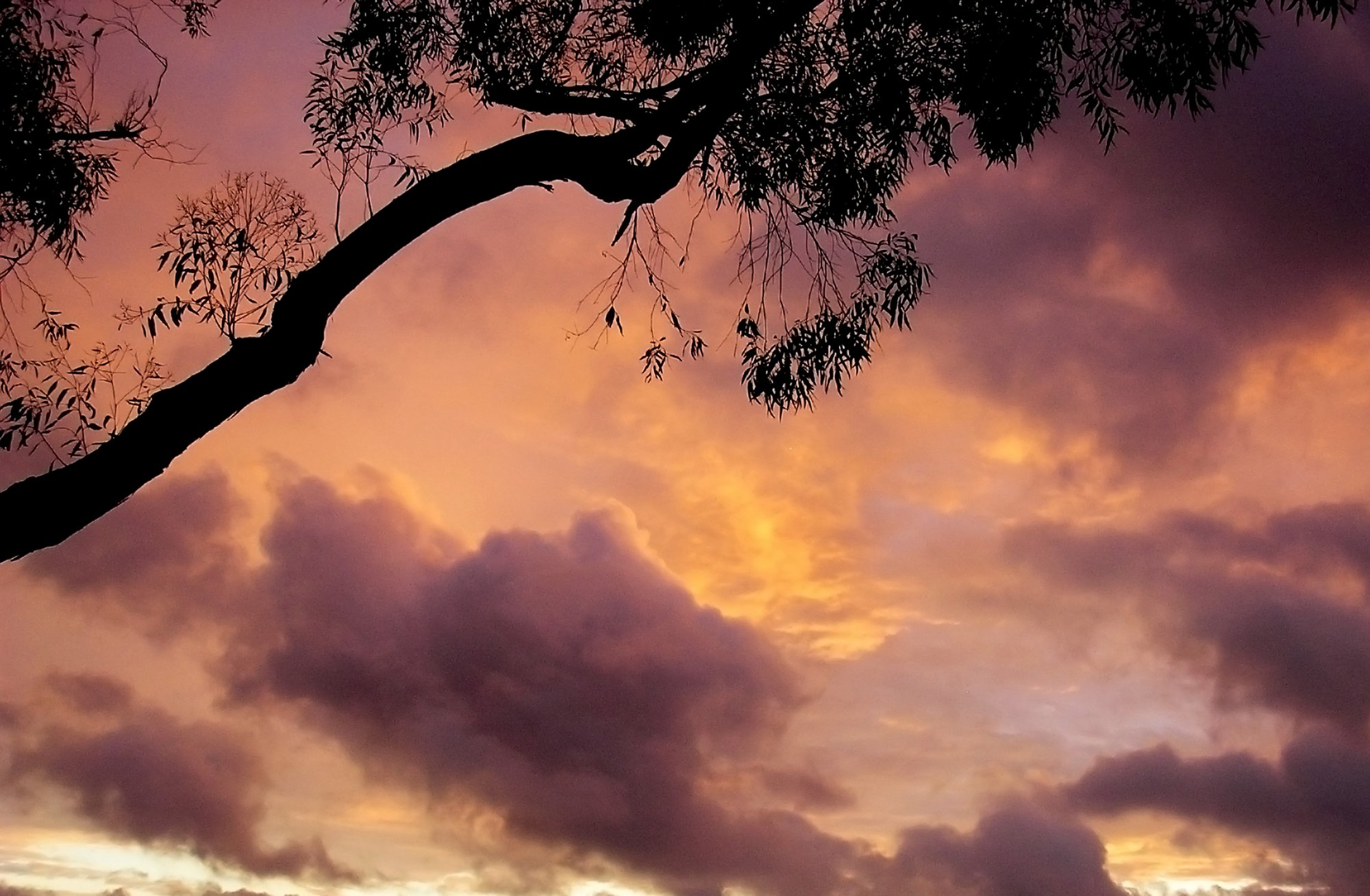 eucalyptus silhouette sunset 2 copy resize.jpg