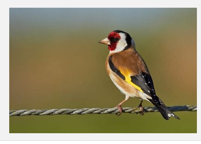 european goldfinch.jpg