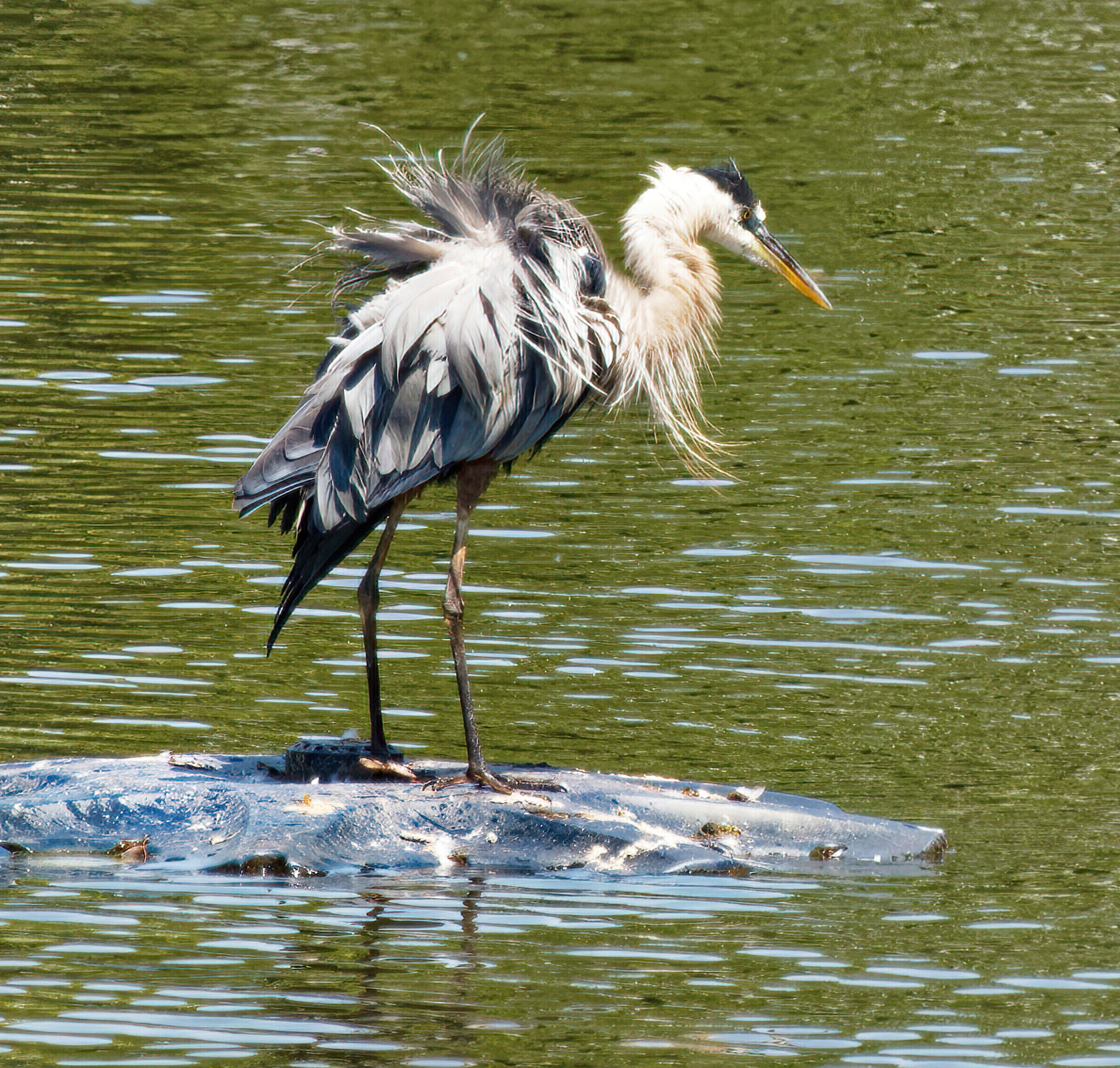 Even GBH Have Bad Hair Days.jpeg