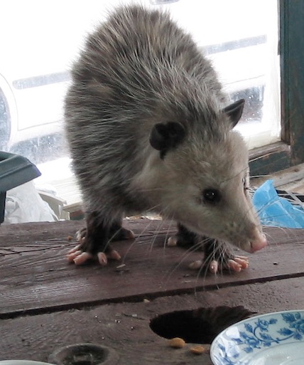 extra guest for breakfast.jpg