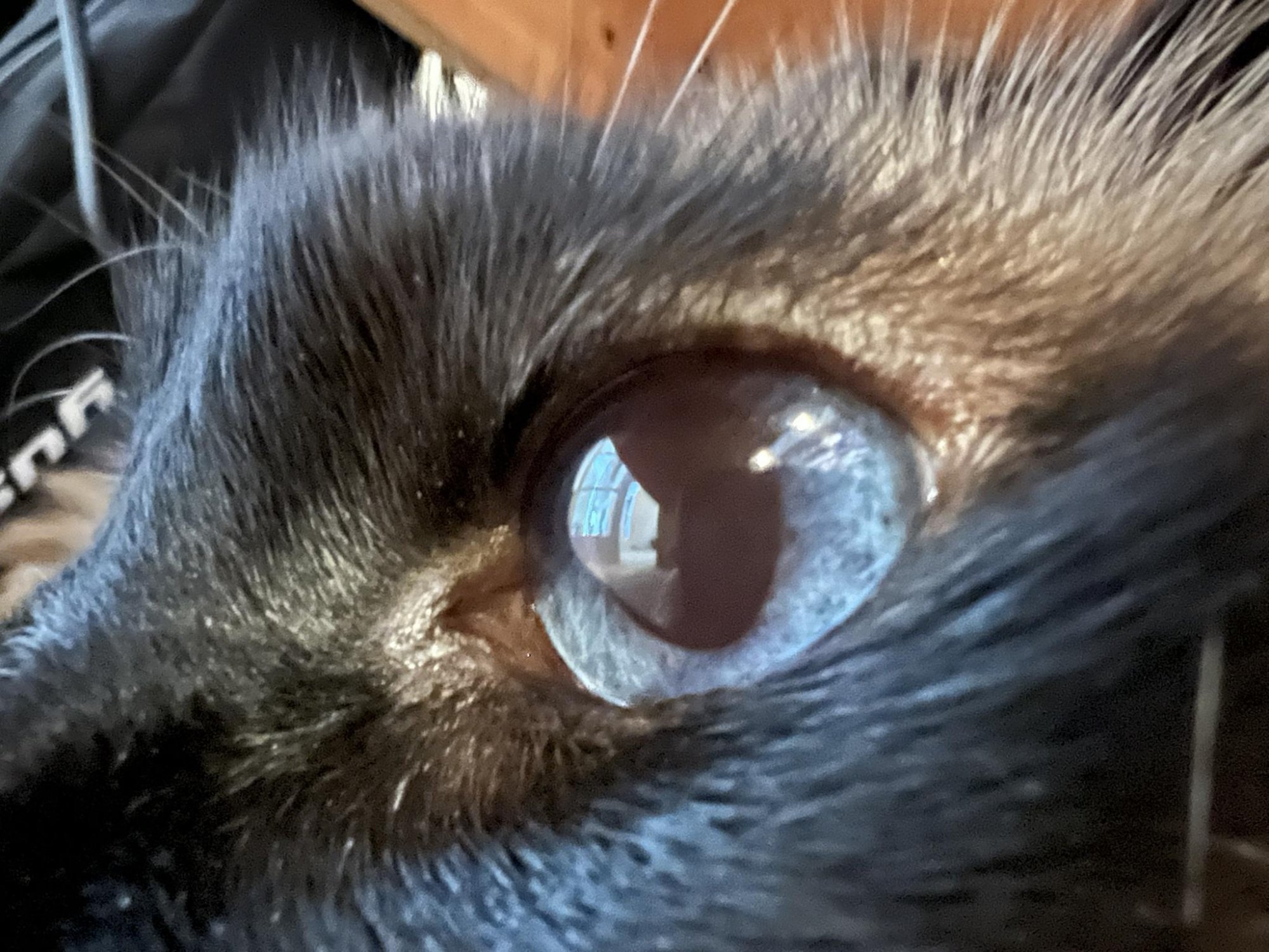 eyemacro.jpeg