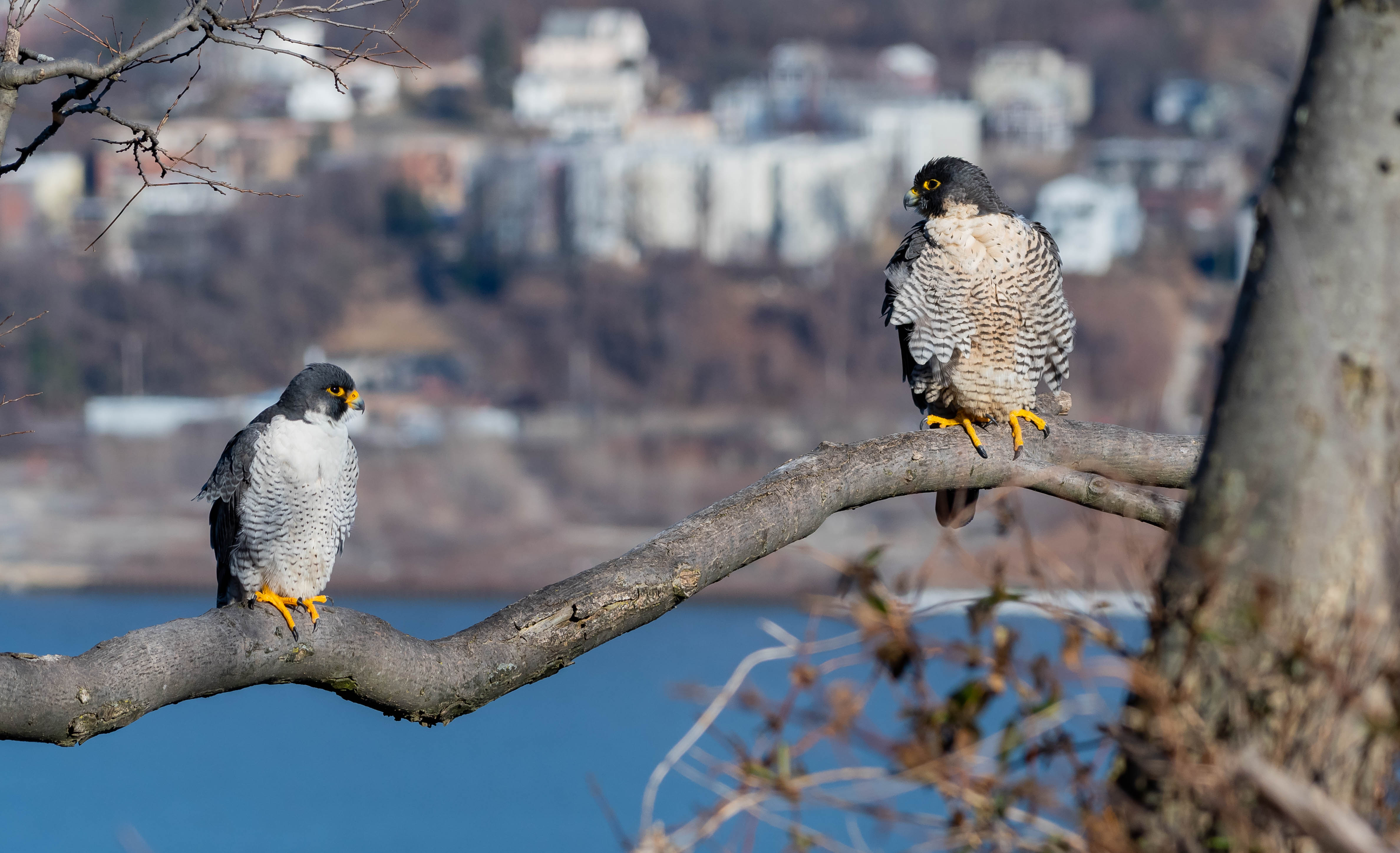 falcon_both_2-16-2019-145639.jpg