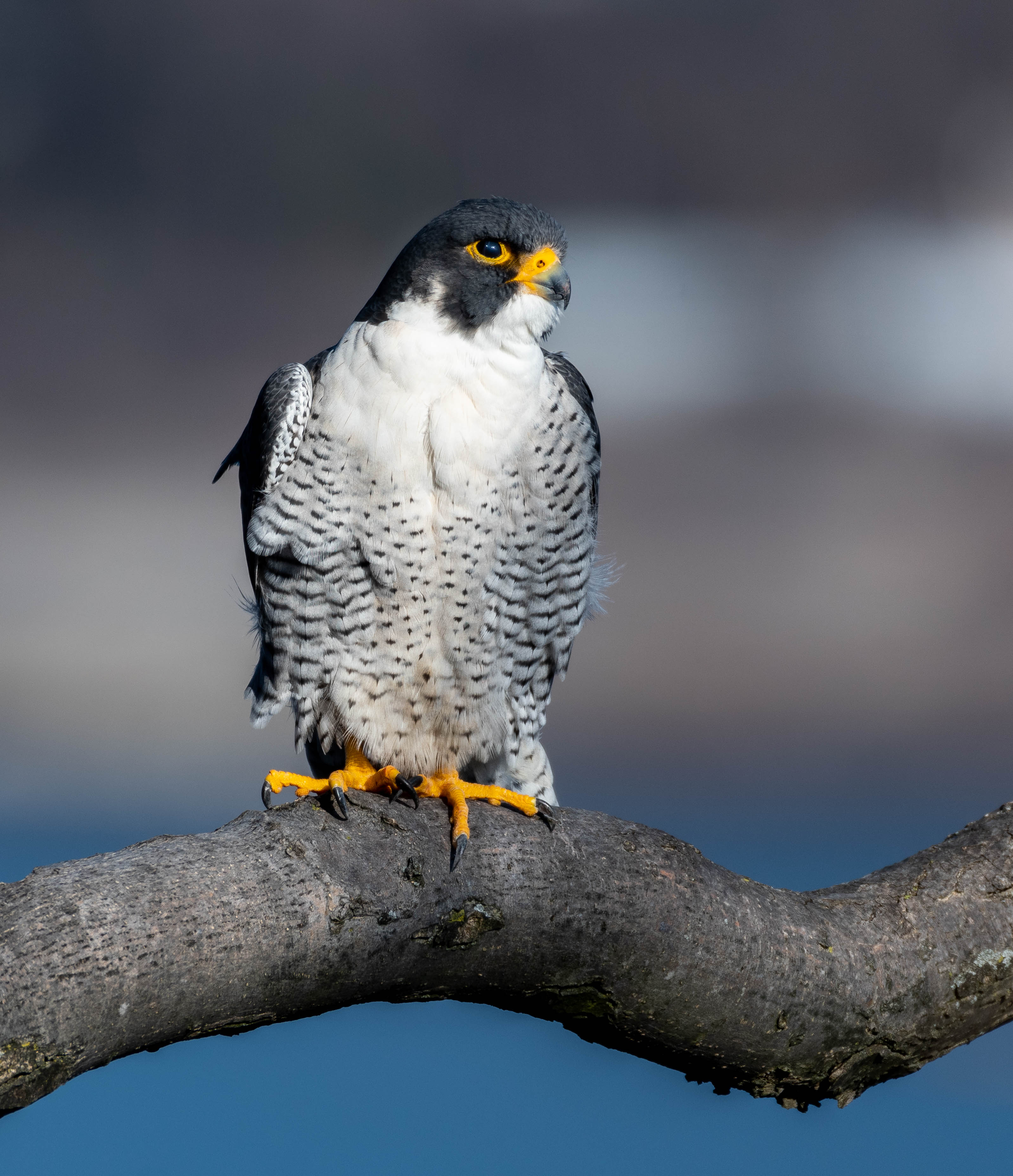 falcon_male_2-16-2019-145953.jpg