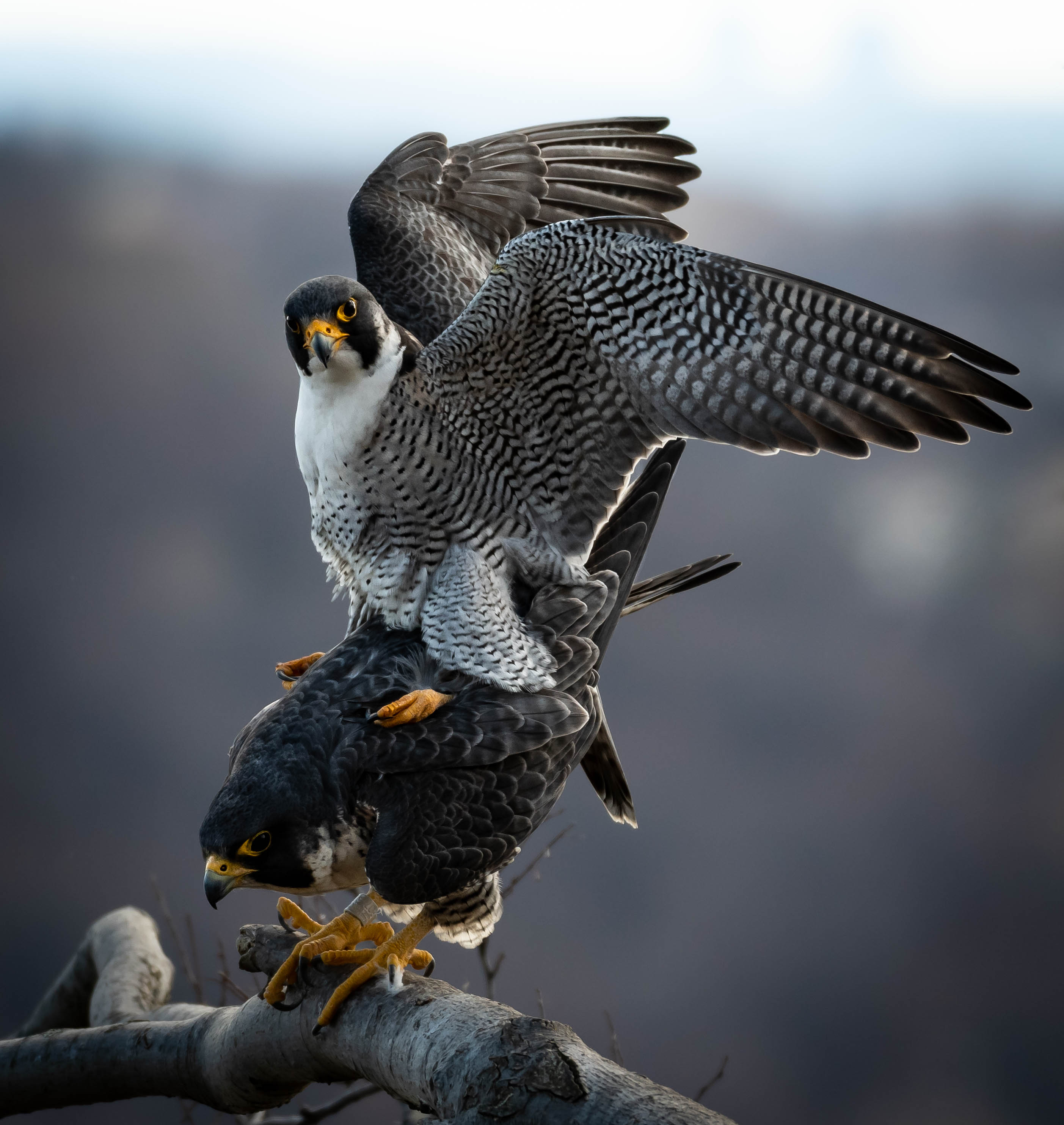 falcons_mating1_3-16-2019-120603.jpg