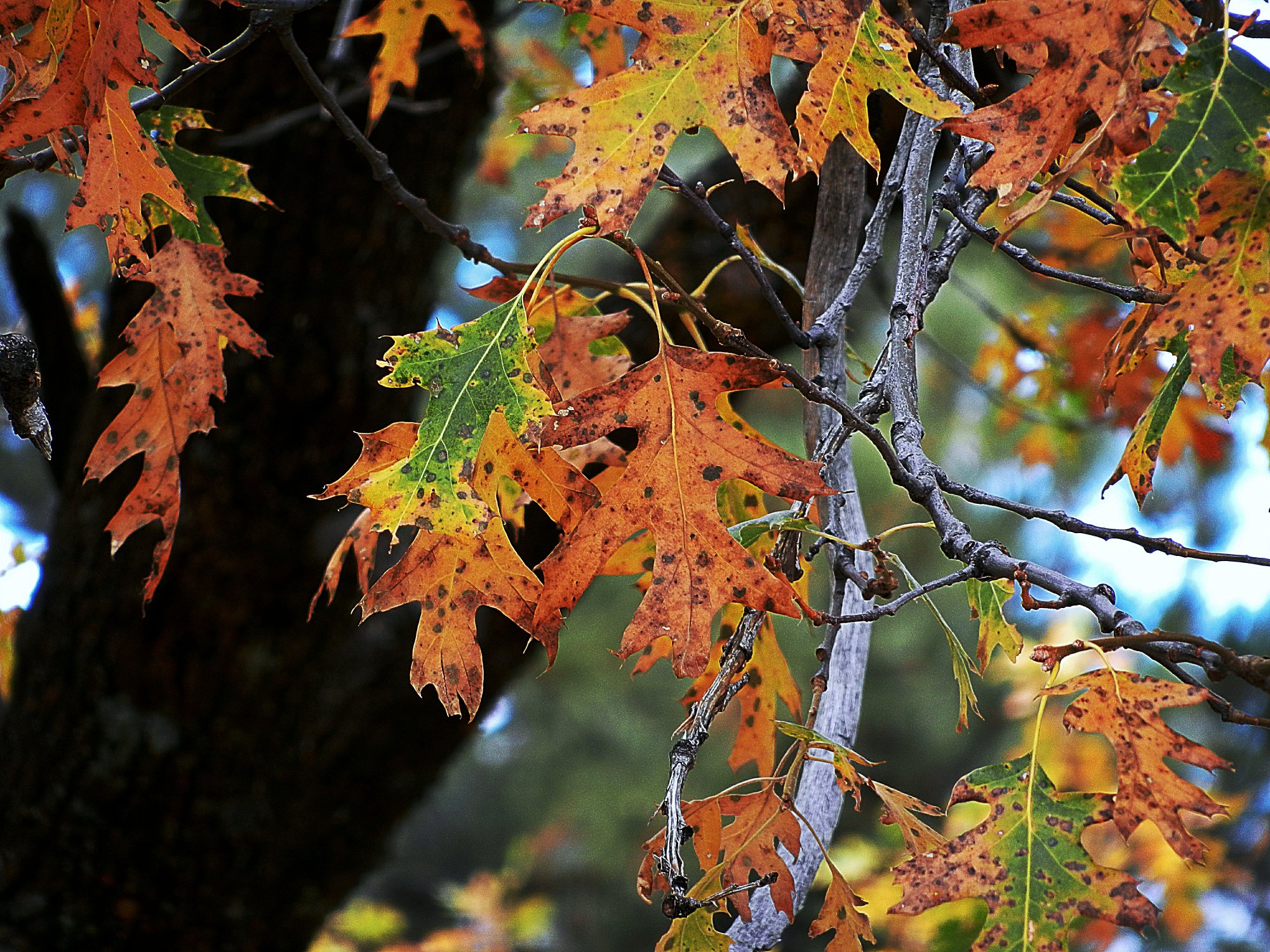 fall color 2011 x3.jpg