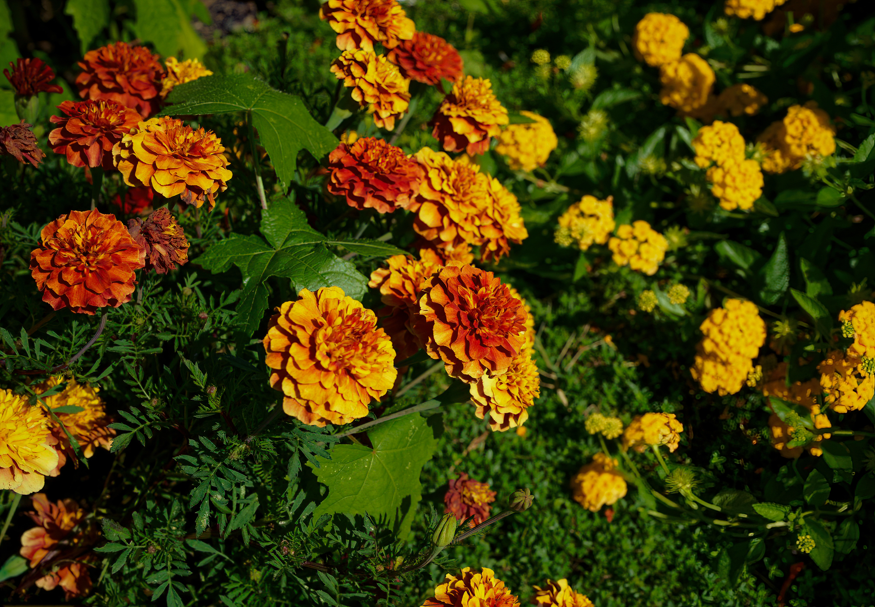 Fall Flowers.jpeg