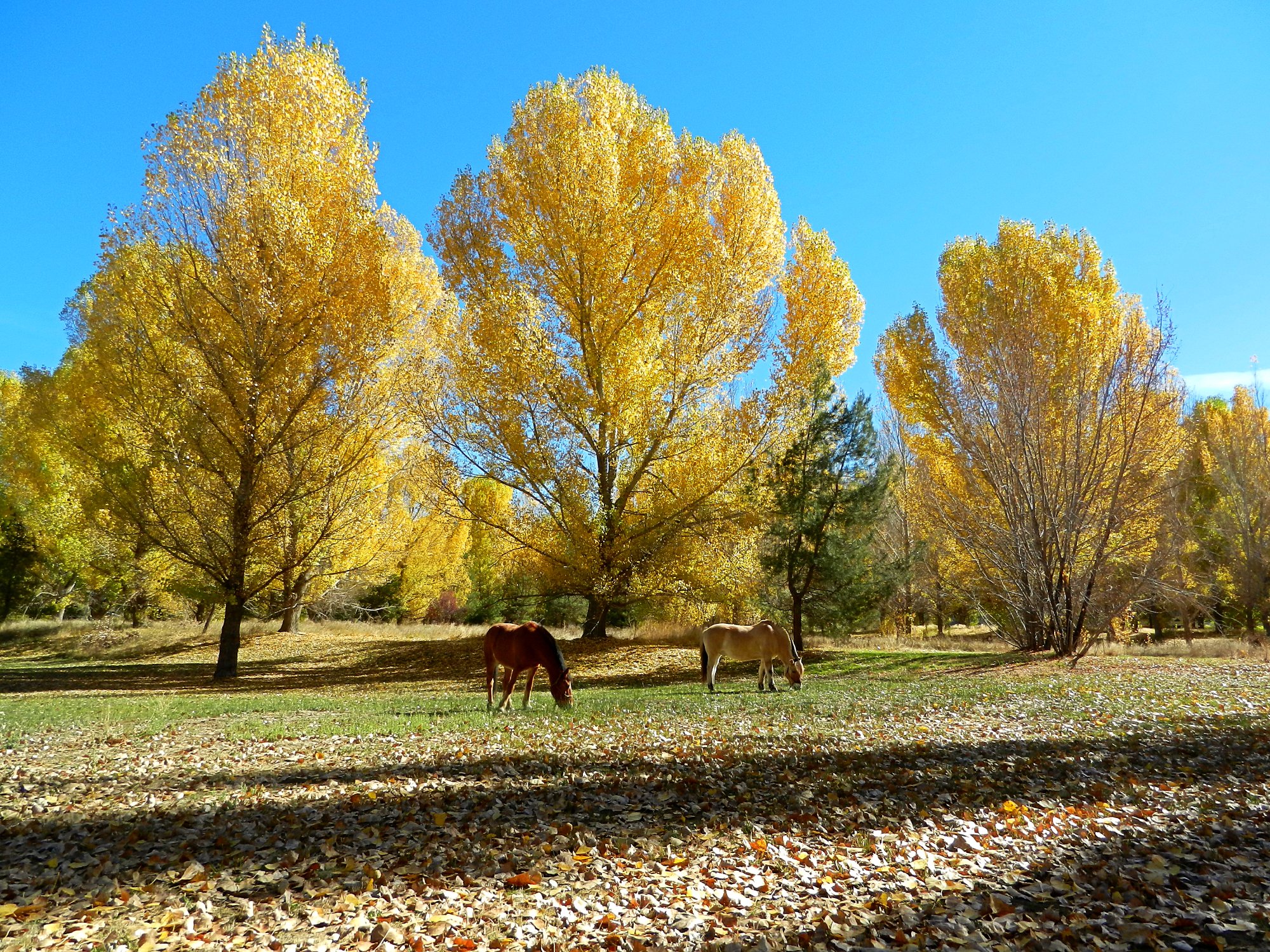 fall grazing 2 x.jpg