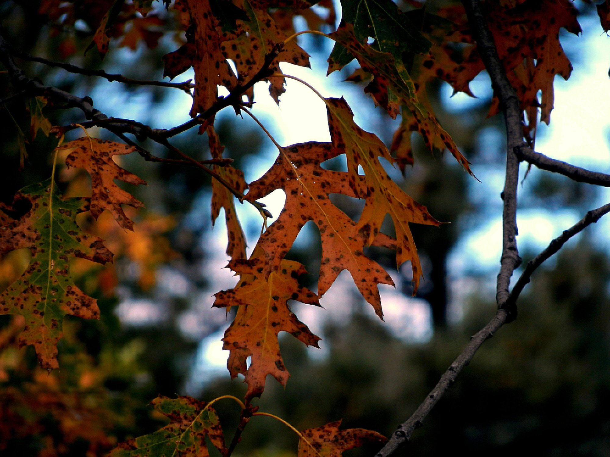 fall oak leaves dark x3.jpg