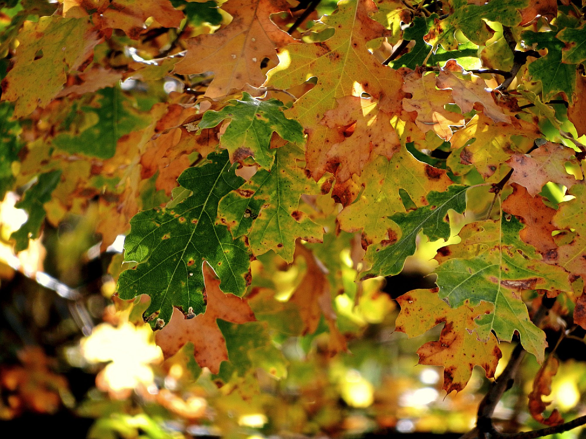 fall oak leaves x.jpg