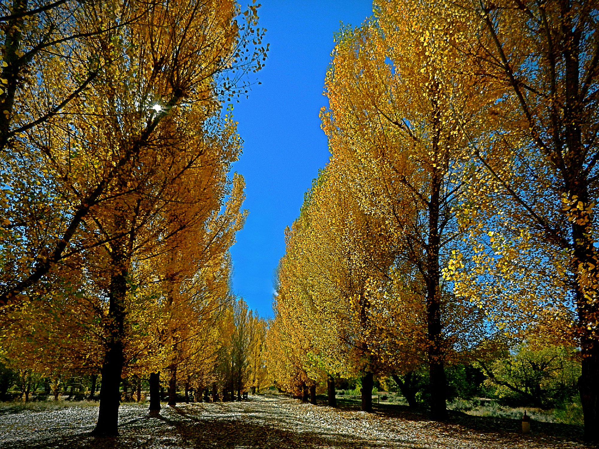 fall poplar lane x5.jpg