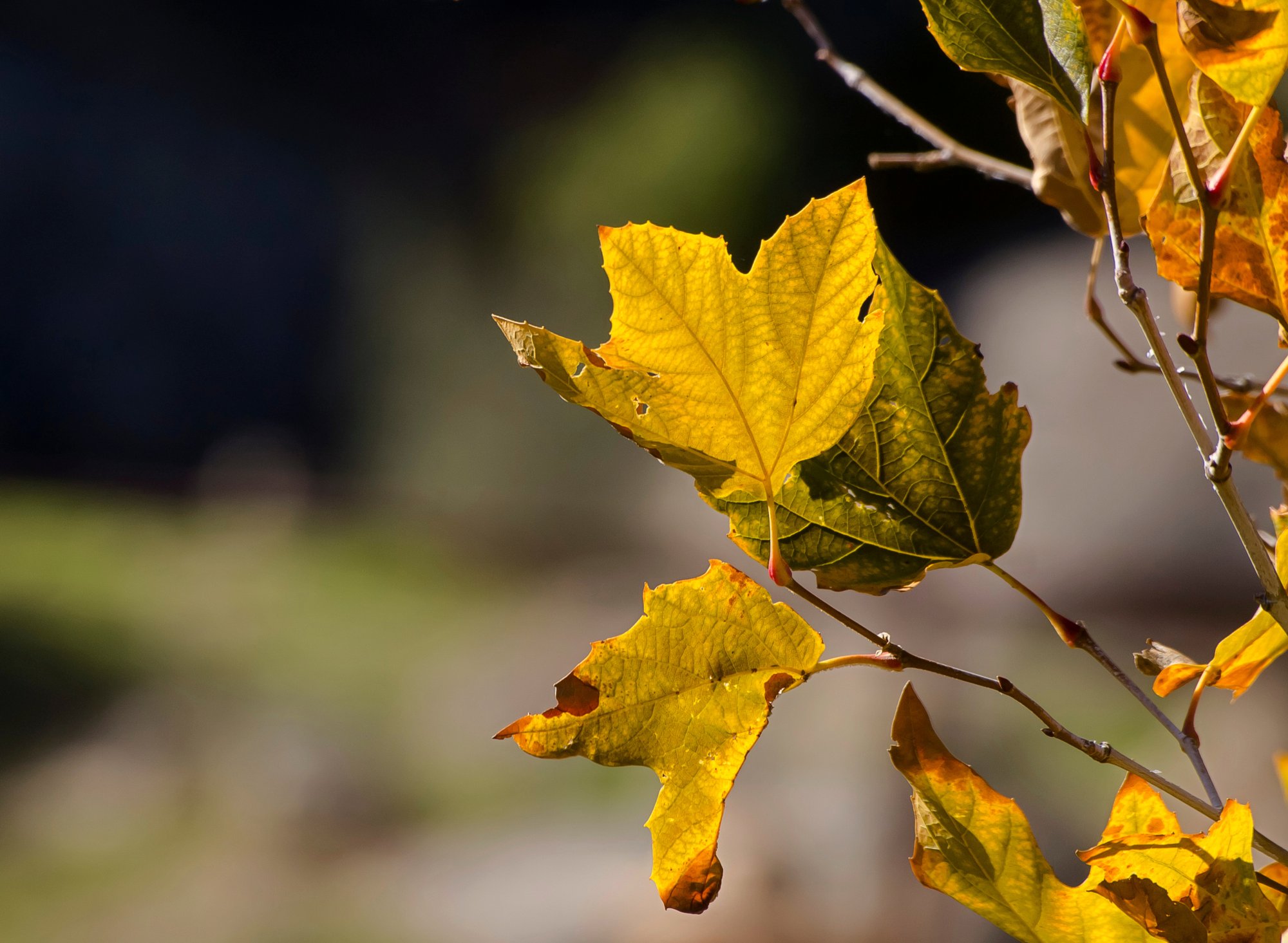 fall sycamore leaves 2281 11.20.22 x.jpg