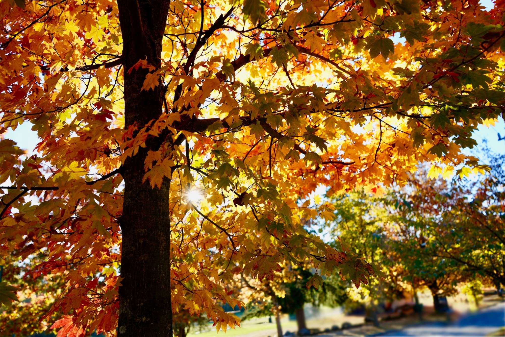 Fall tree-RAW.jpg