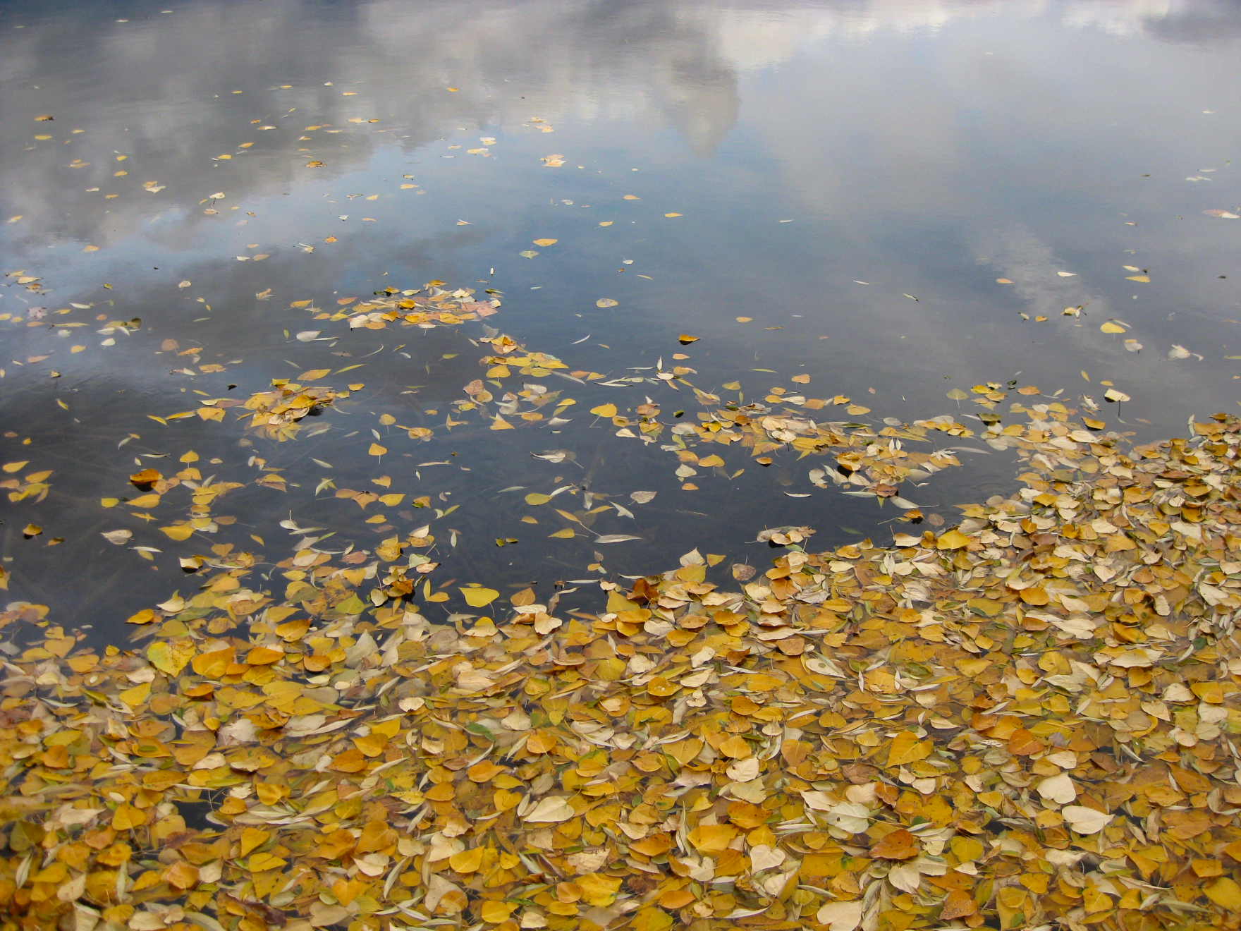 fall_leaves_spokane_river.jpeg