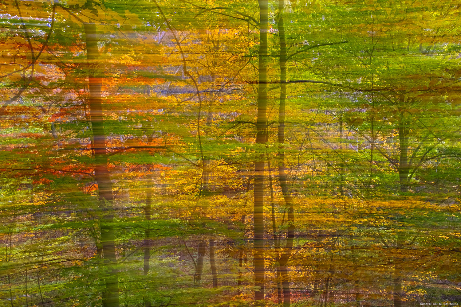 FallForestBlurPan.jpg