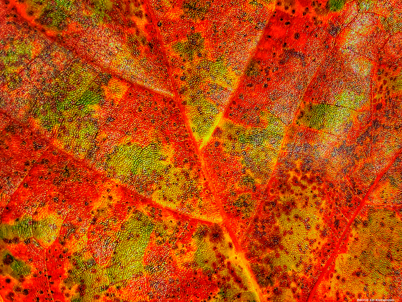 FallLeafTopography.jpg