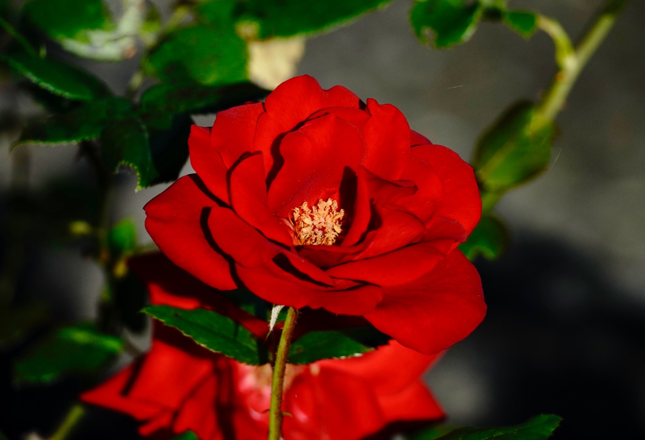 False rose reflection.jpg