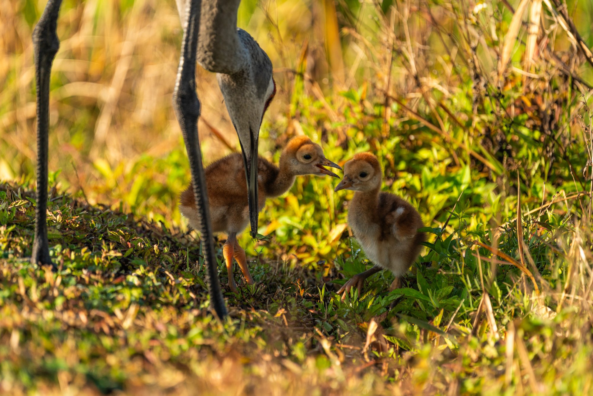 Feb 2024 Wetlands -2500px-1.jpg