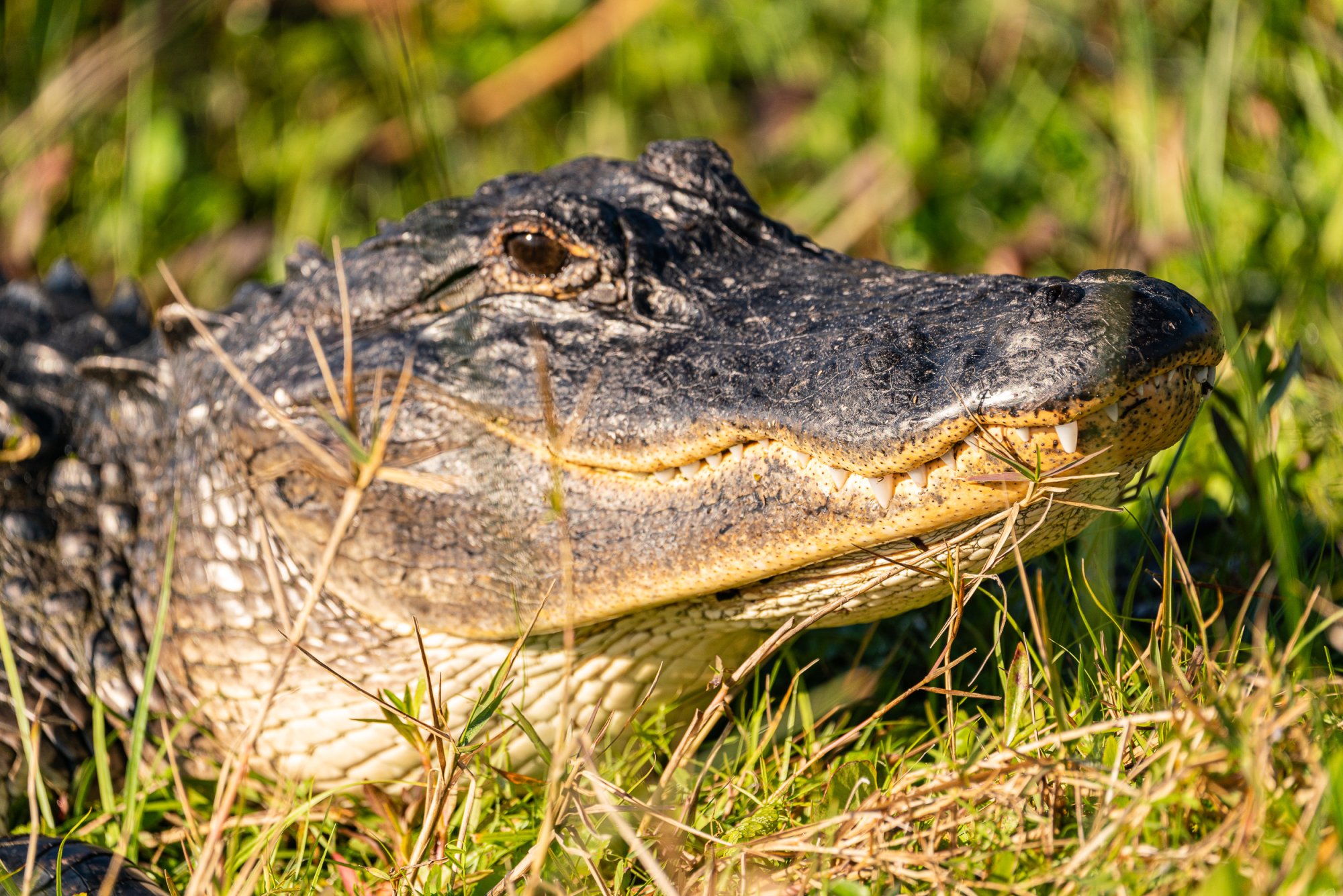 Feb 2024 Wetlands -2500px-11.jpg