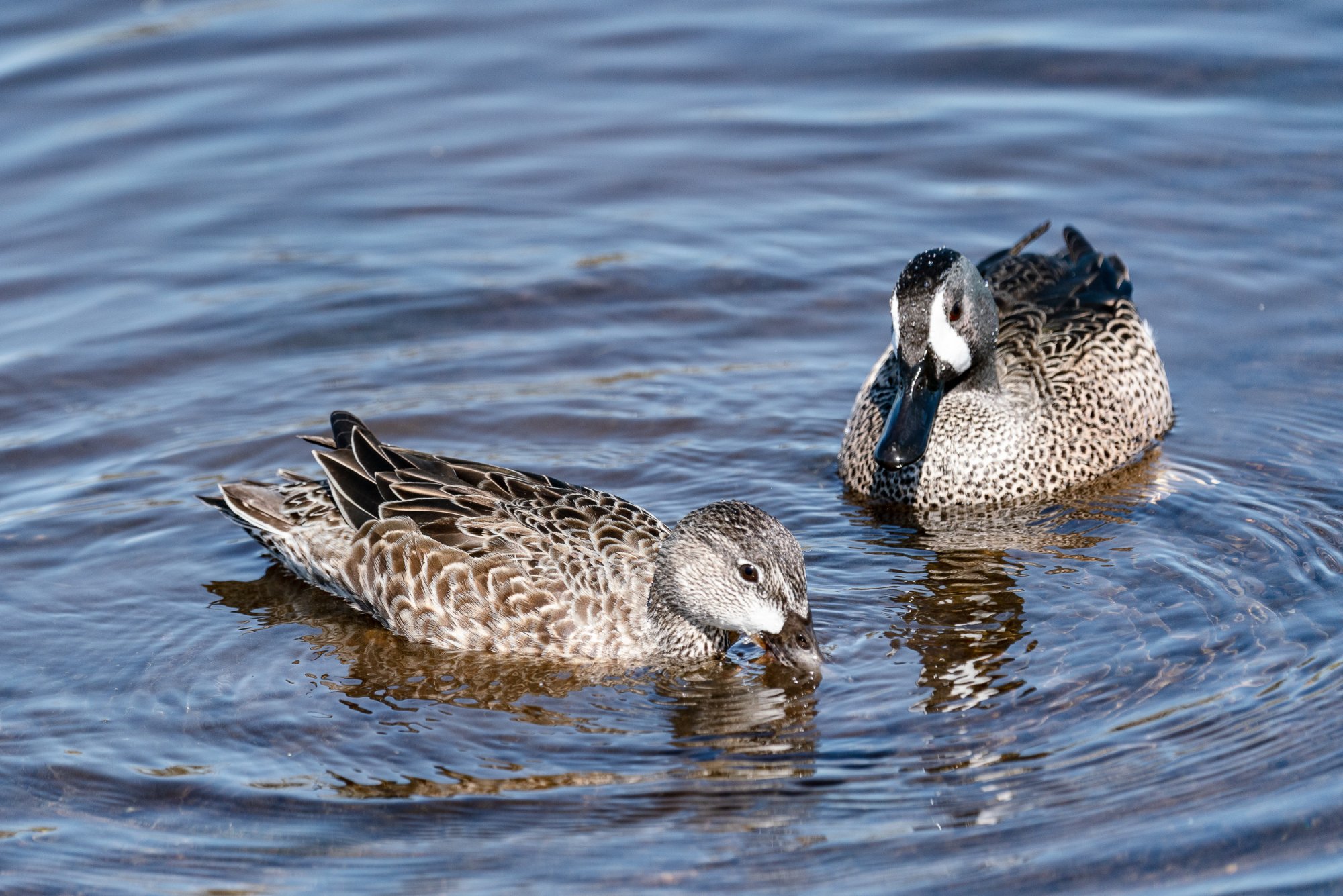 Feb 2024 Wetlands -2500px-41.jpg