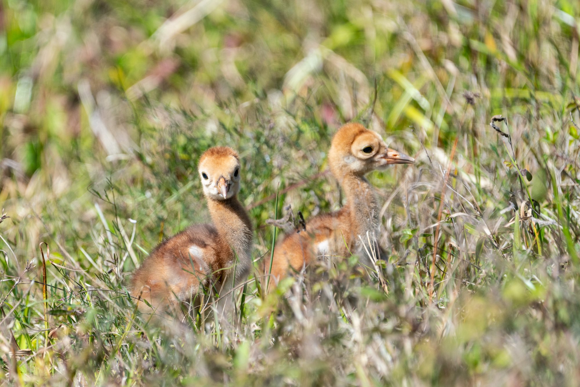 Feb 2024 Wetlands -2500px-67.jpg