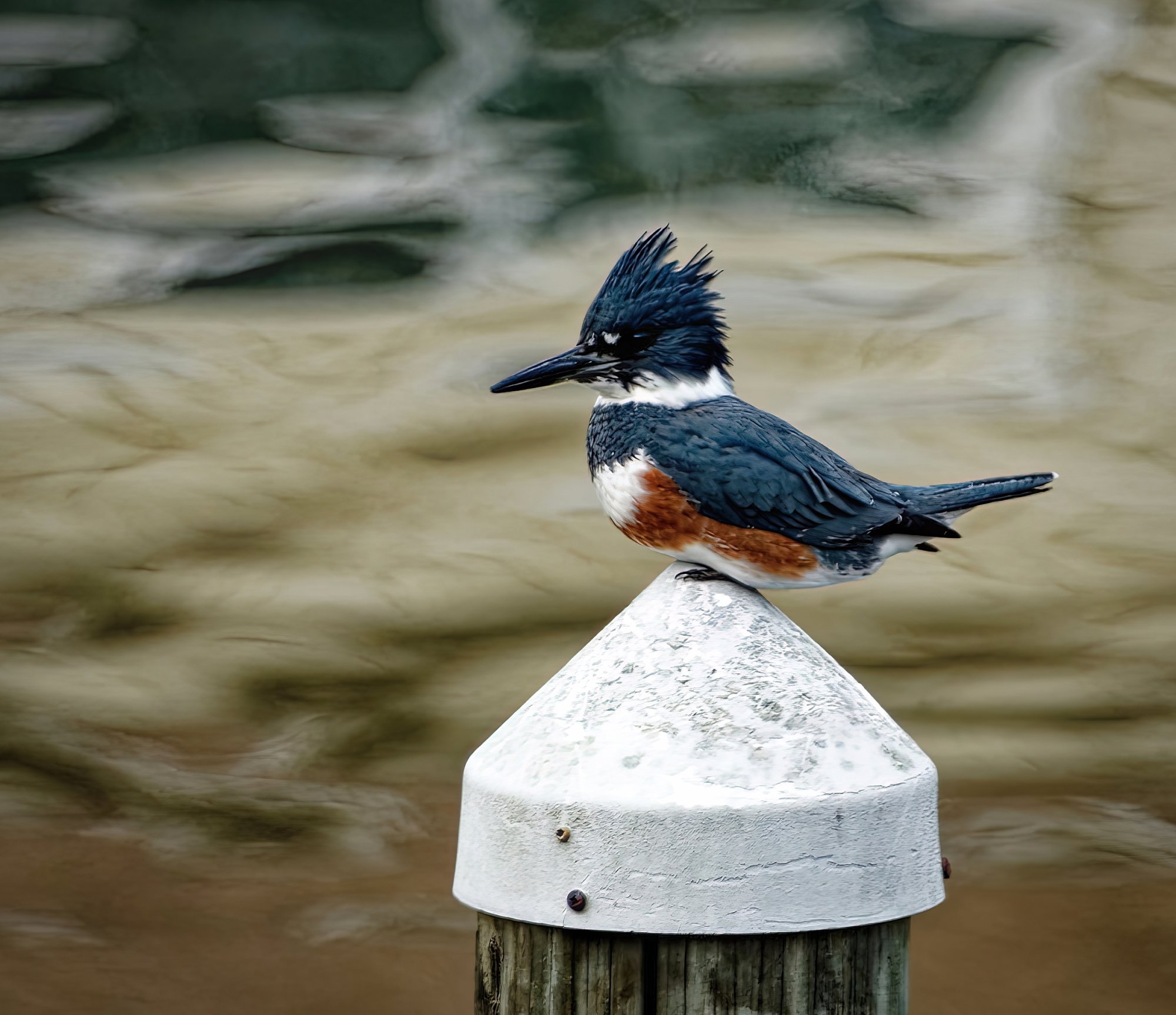 Female Belted Kingfisher.jpeg