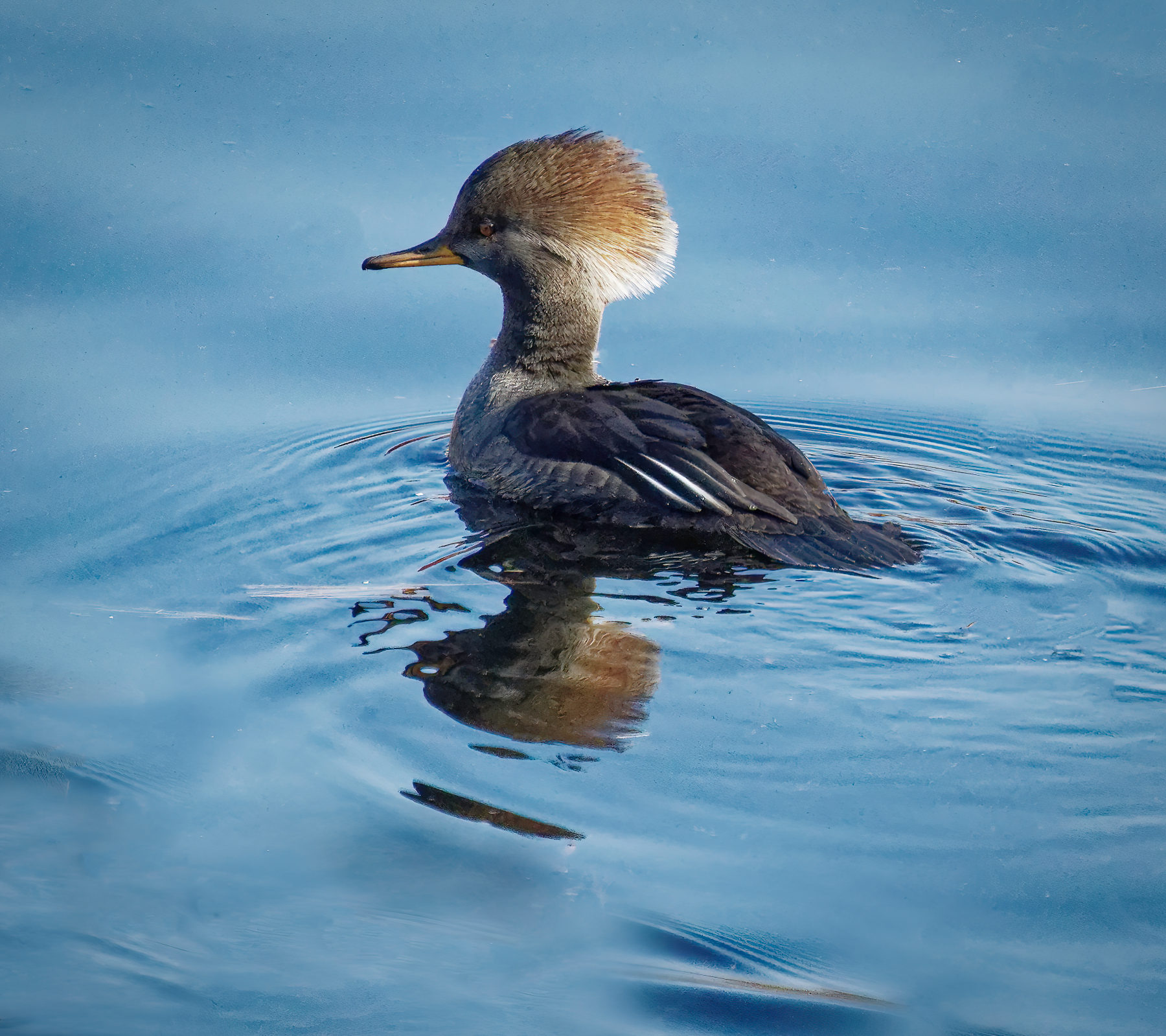 Female Hooded Merganser.jpeg