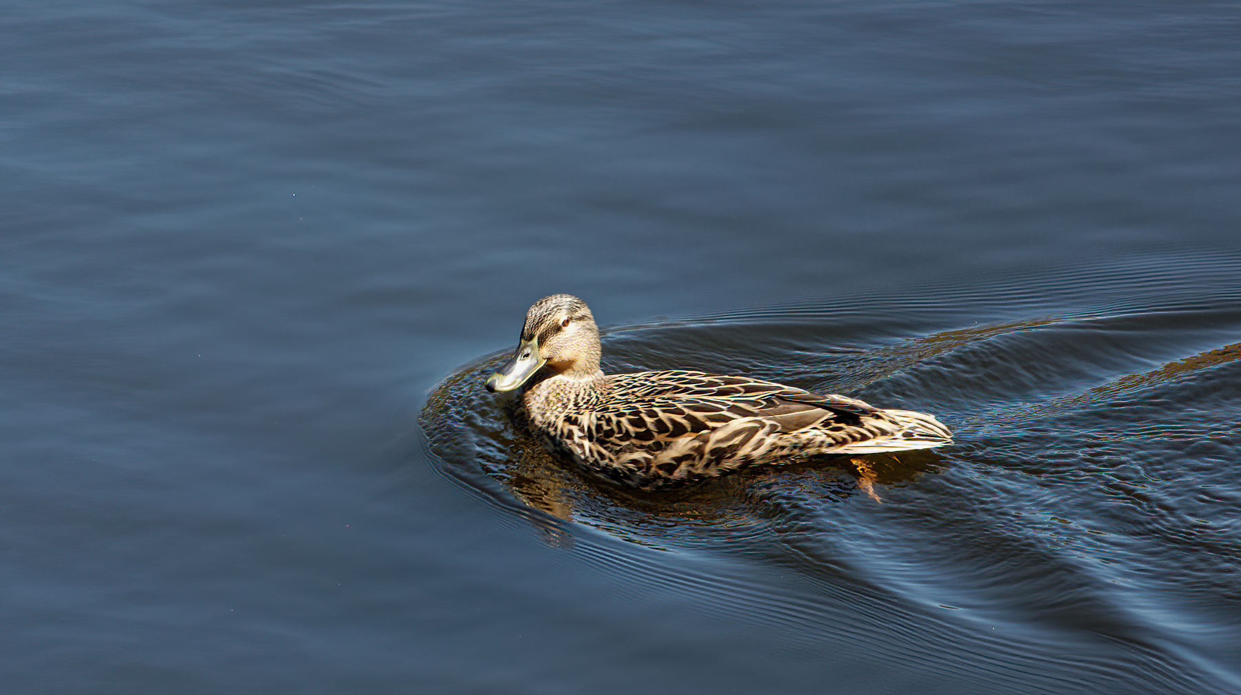 Female Mallard Saying Hi on a Sunday Morning.jpg