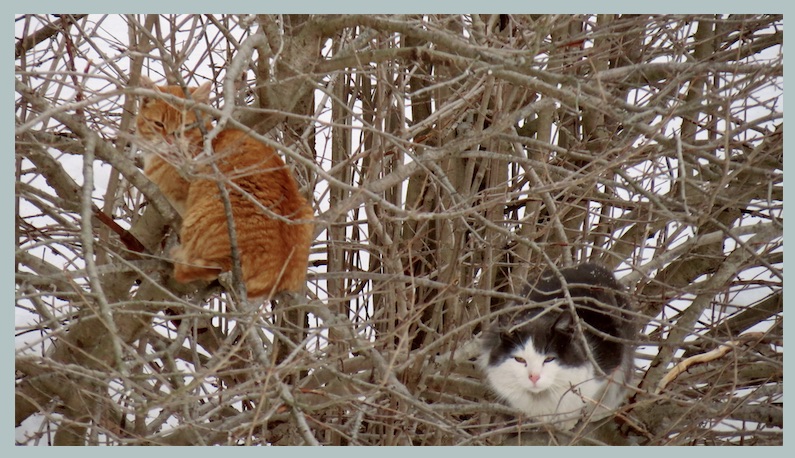 feral cats in trash trees long island.jpg