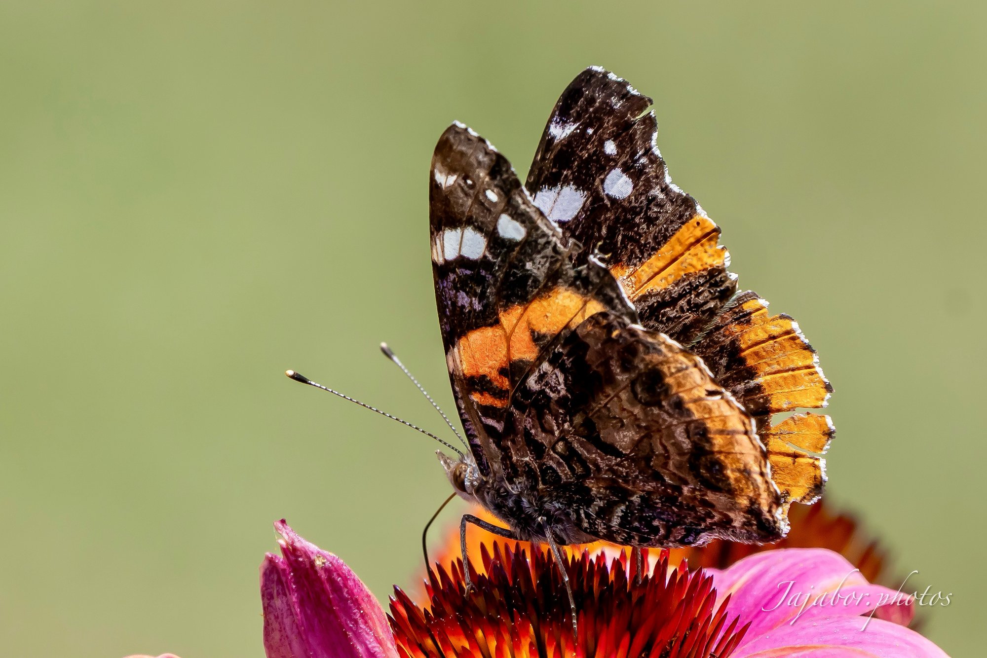 FF498052-C4F9-470E-BC87-885FA37E4F0A.JPG