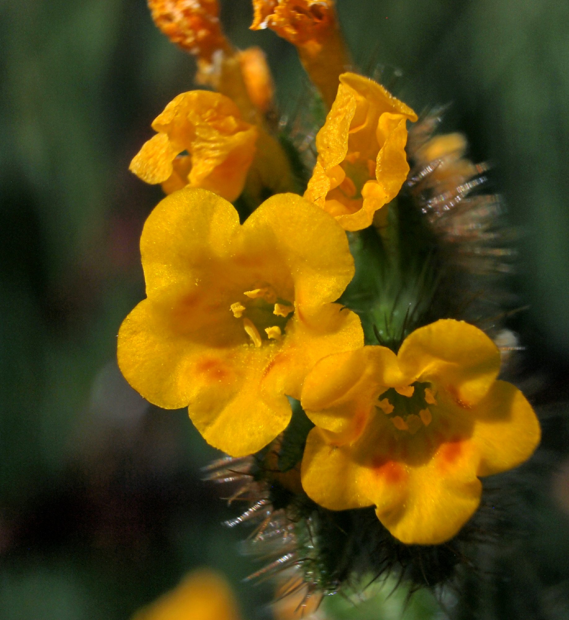 figurehead flower closex2.jpg