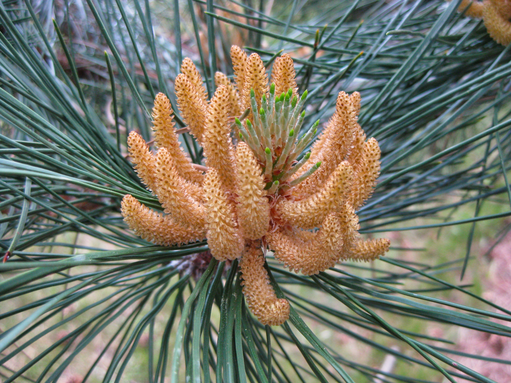 finch_arboretum_spokane-052014.jpeg