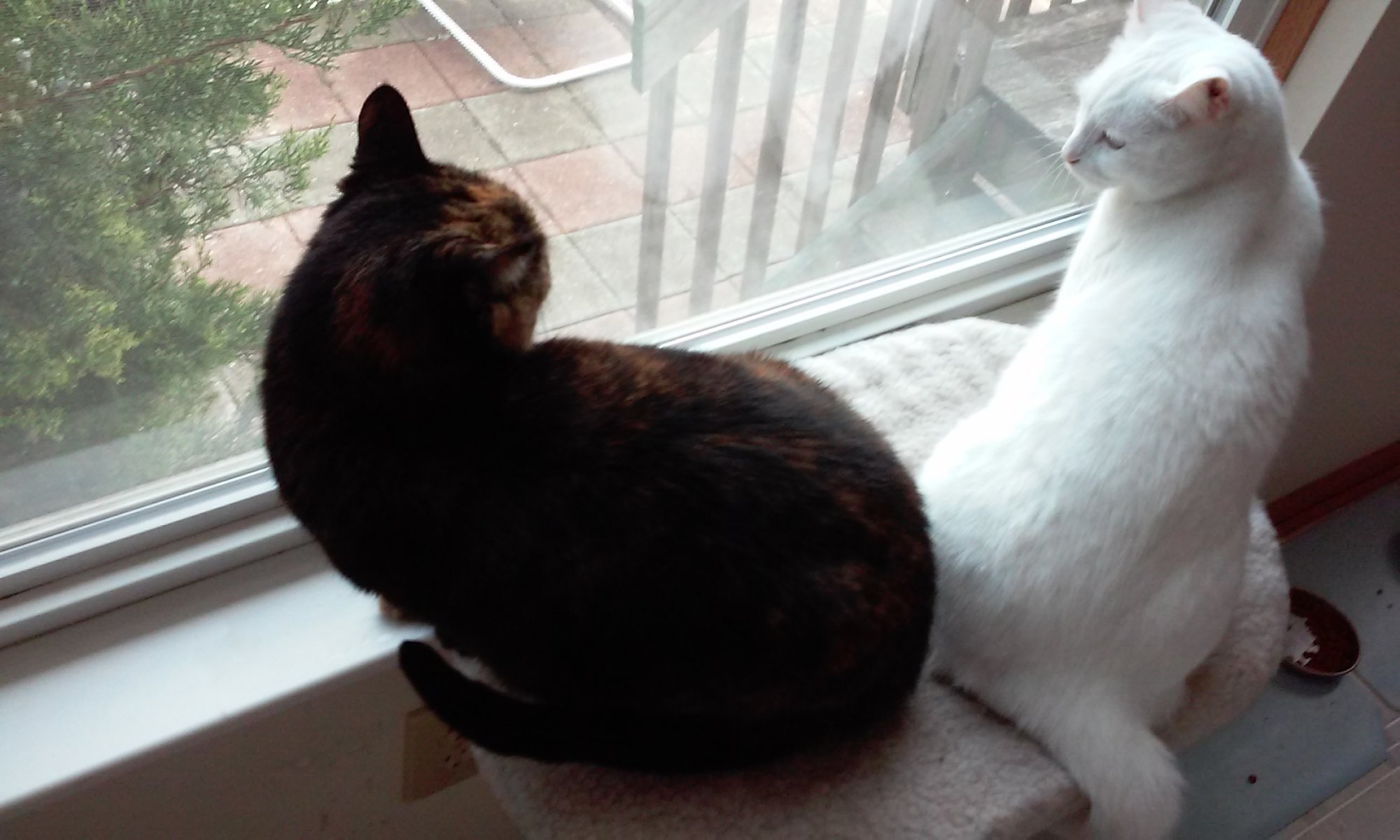 Fiona and Luna on same window ledge.jpg