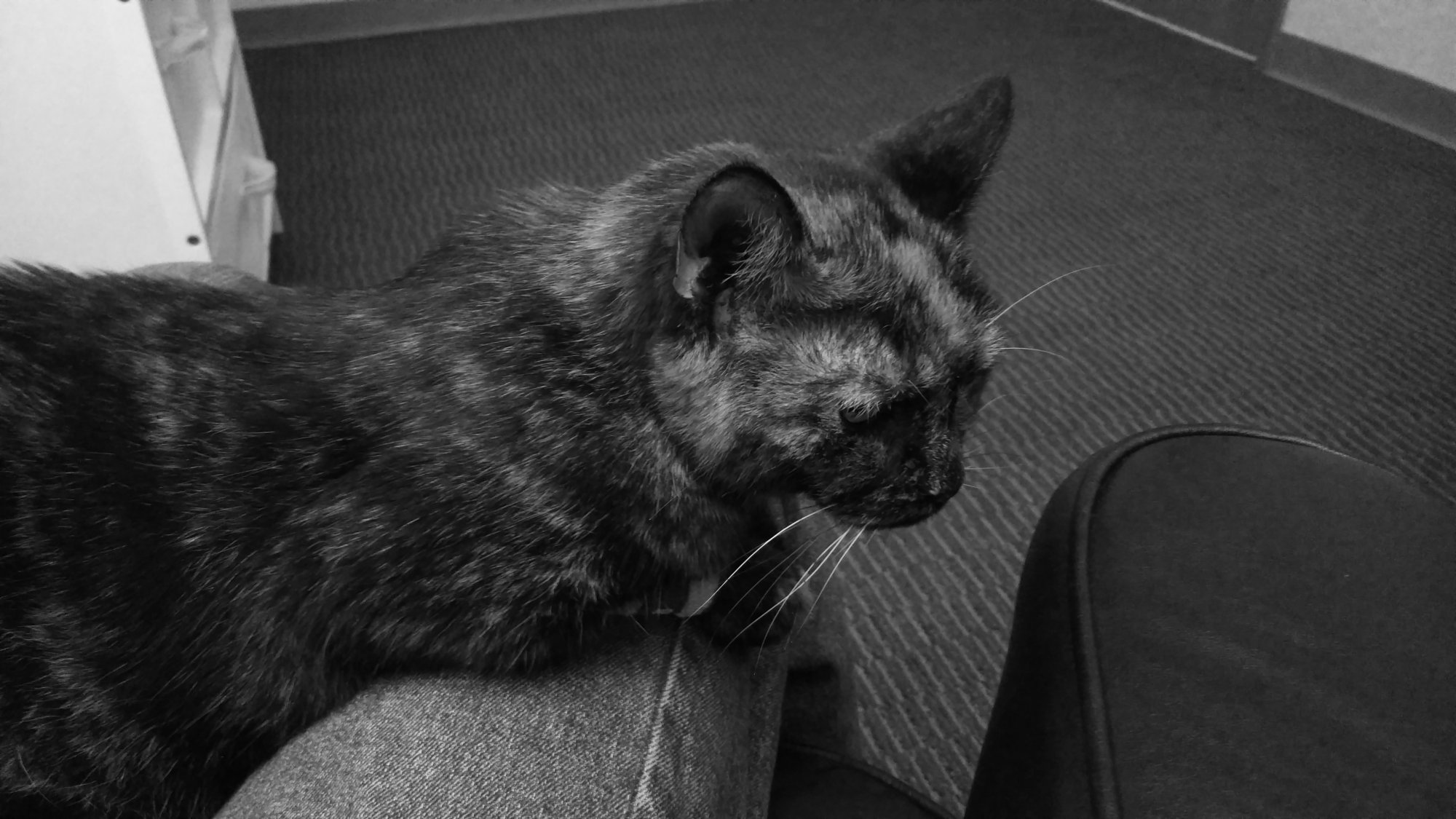 Fiona - Last day - On my lap 1.jpg