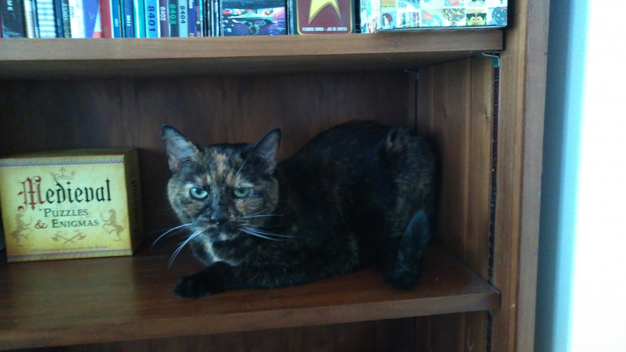 Fiona on bookshelf.jpg