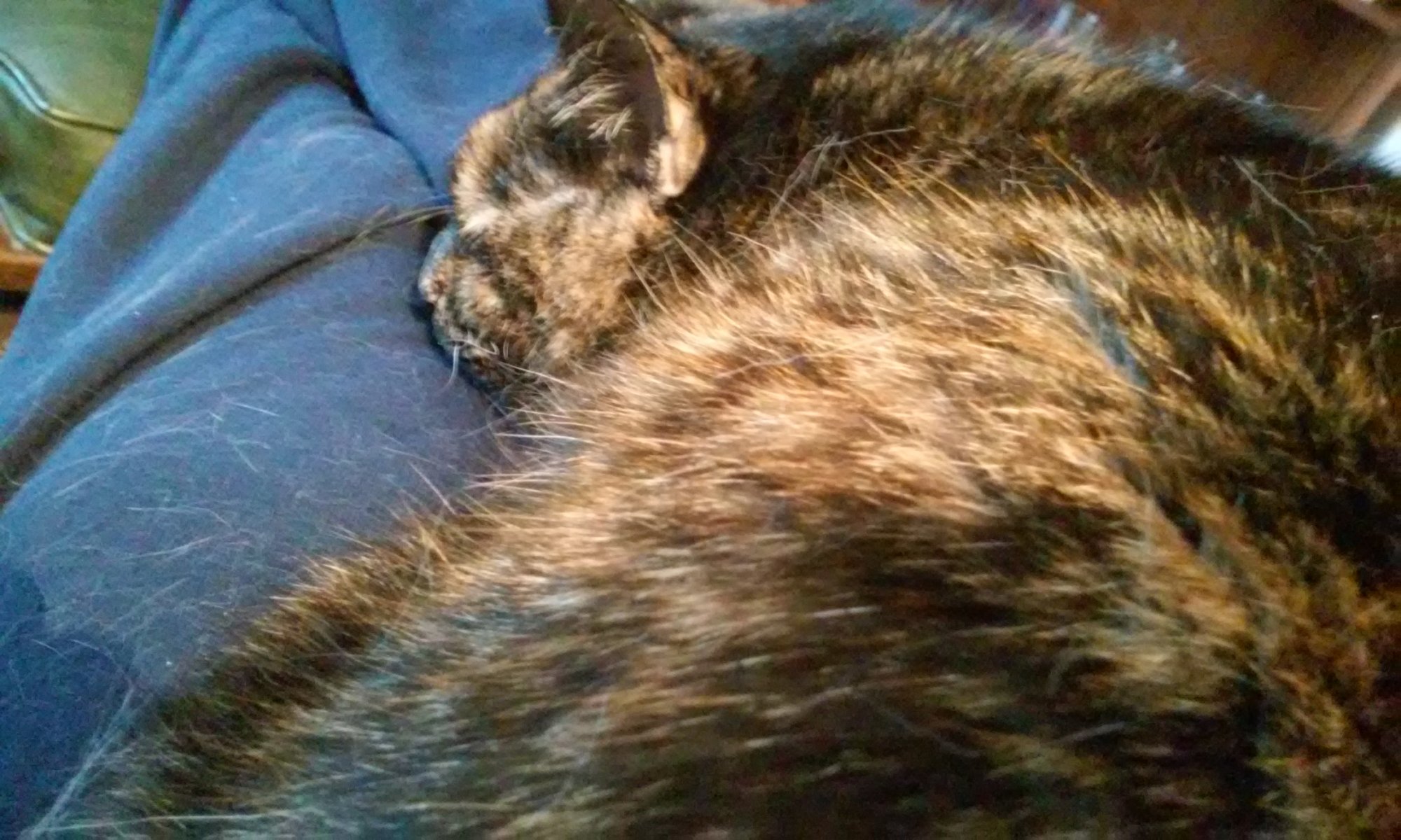 Fiona on lap.jpg