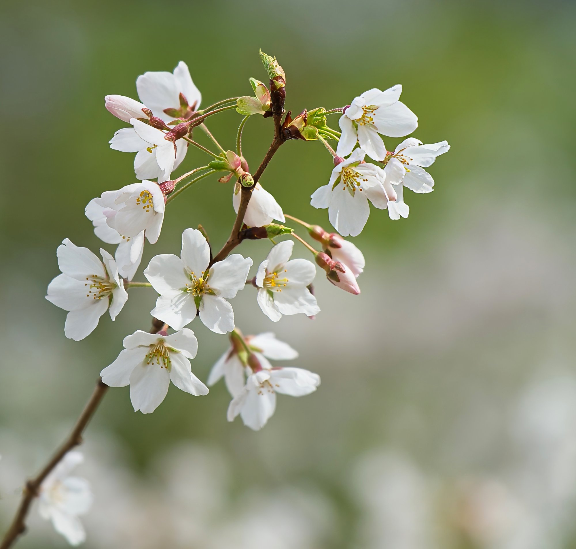 First Cherry Blossoms of the Season.jpeg