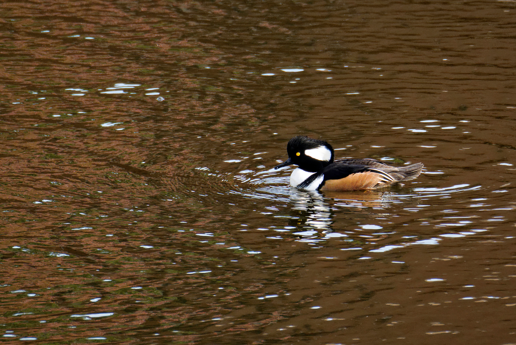 First Hooded Merganser of the 2021 Season.jpeg